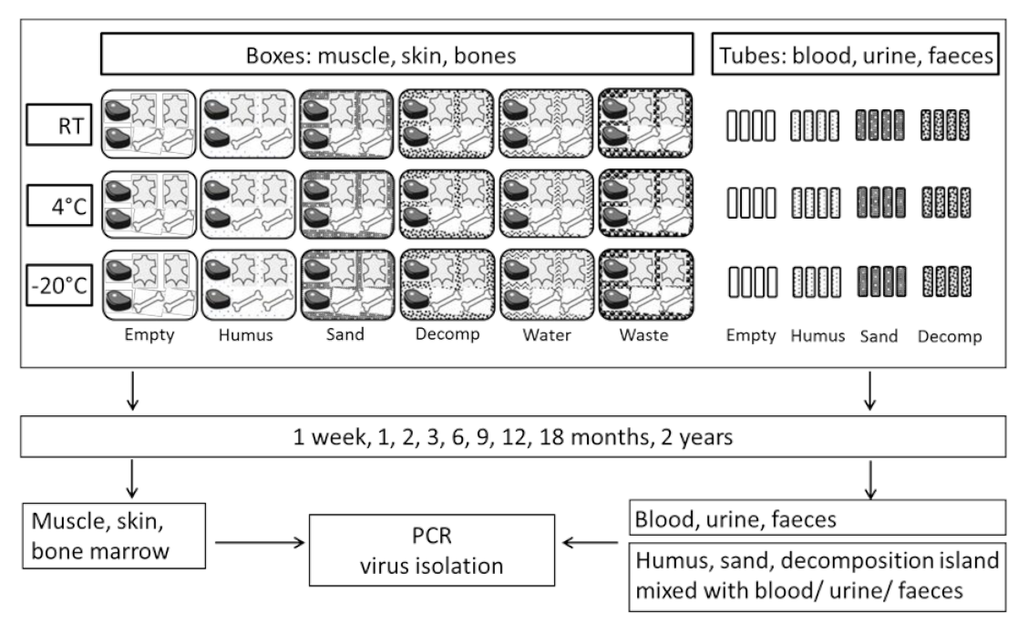 Viruses 12 01118 g001