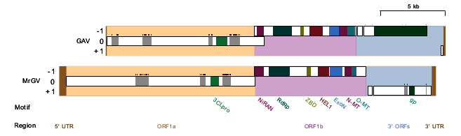Viruses 12 01120 g003