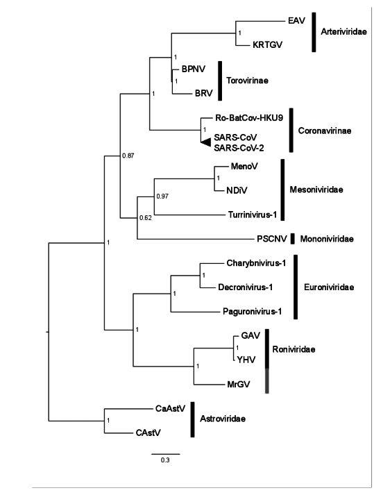 Viruses 12 01120 g005