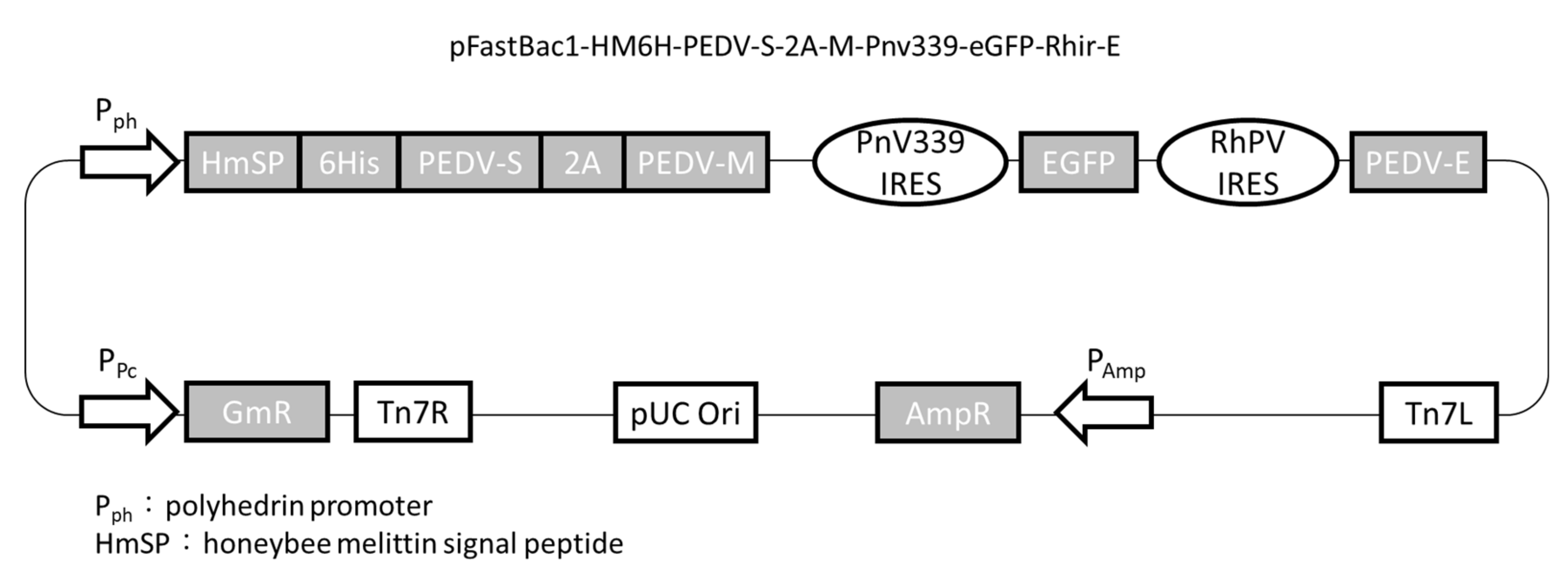 Viruses 12 01122 g001