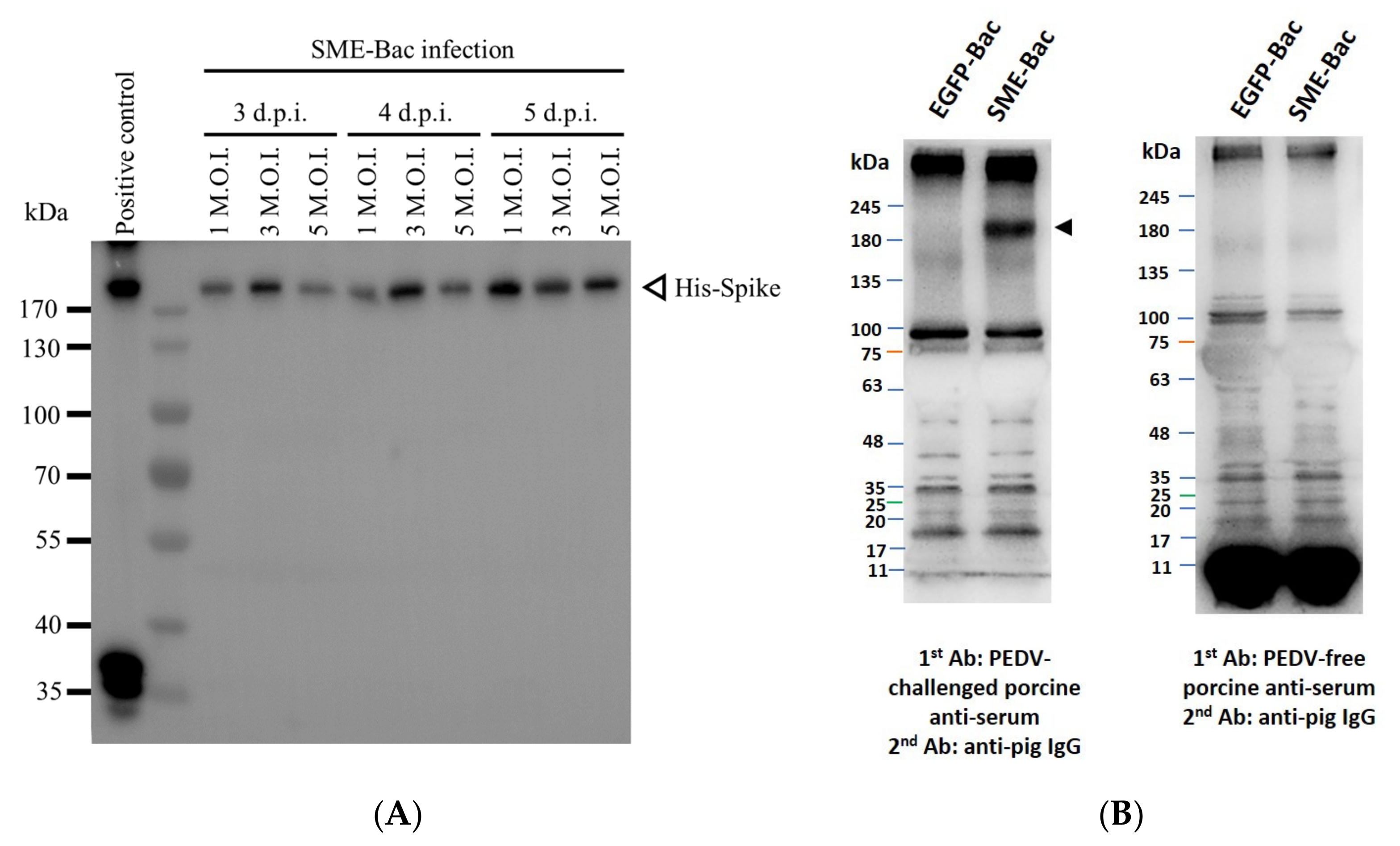 Viruses 12 01122 g002
