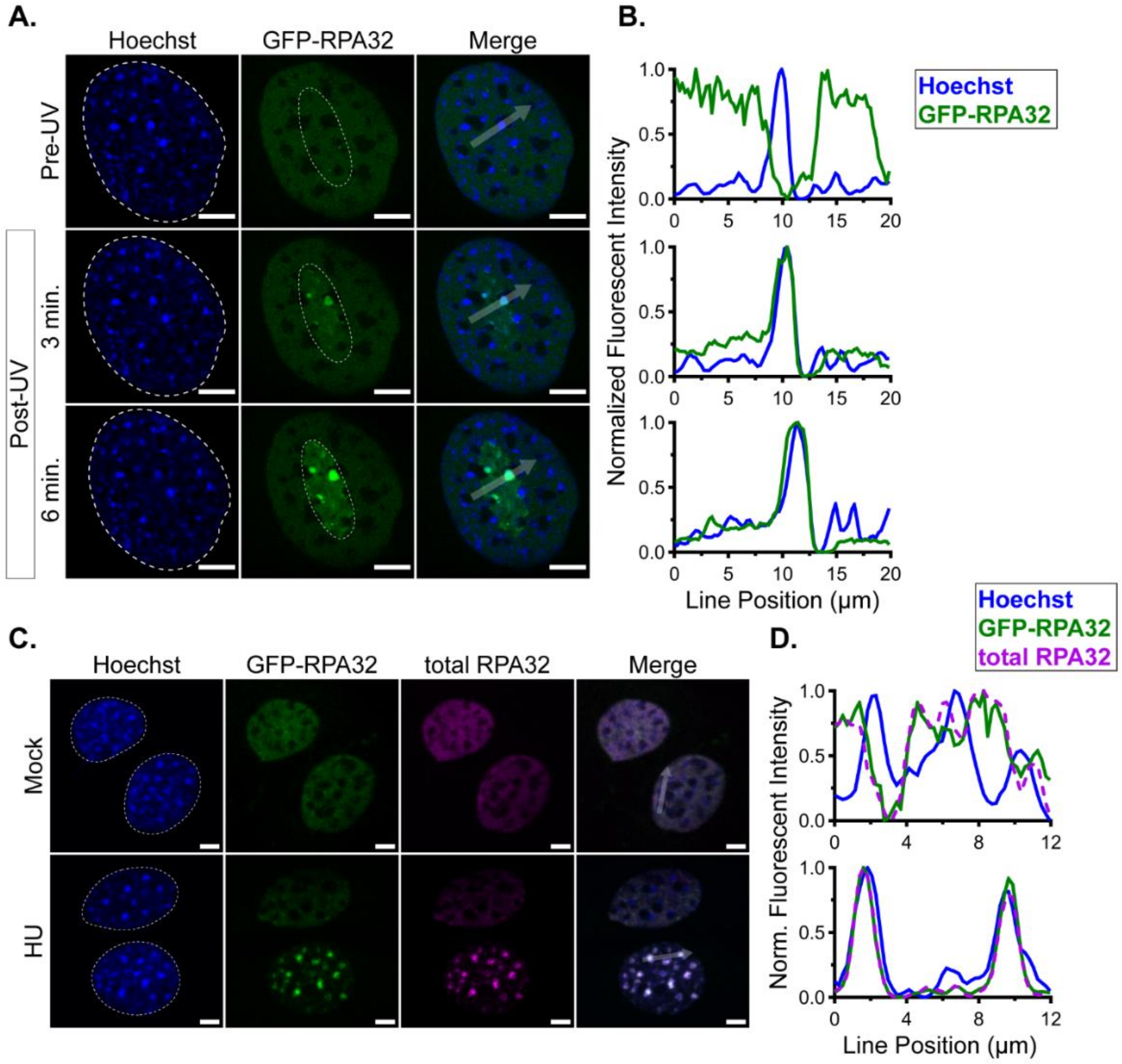 Anti-Oct-4 Antibody, clone 10H11.2 clone 10H11.2, Chemicon®, from