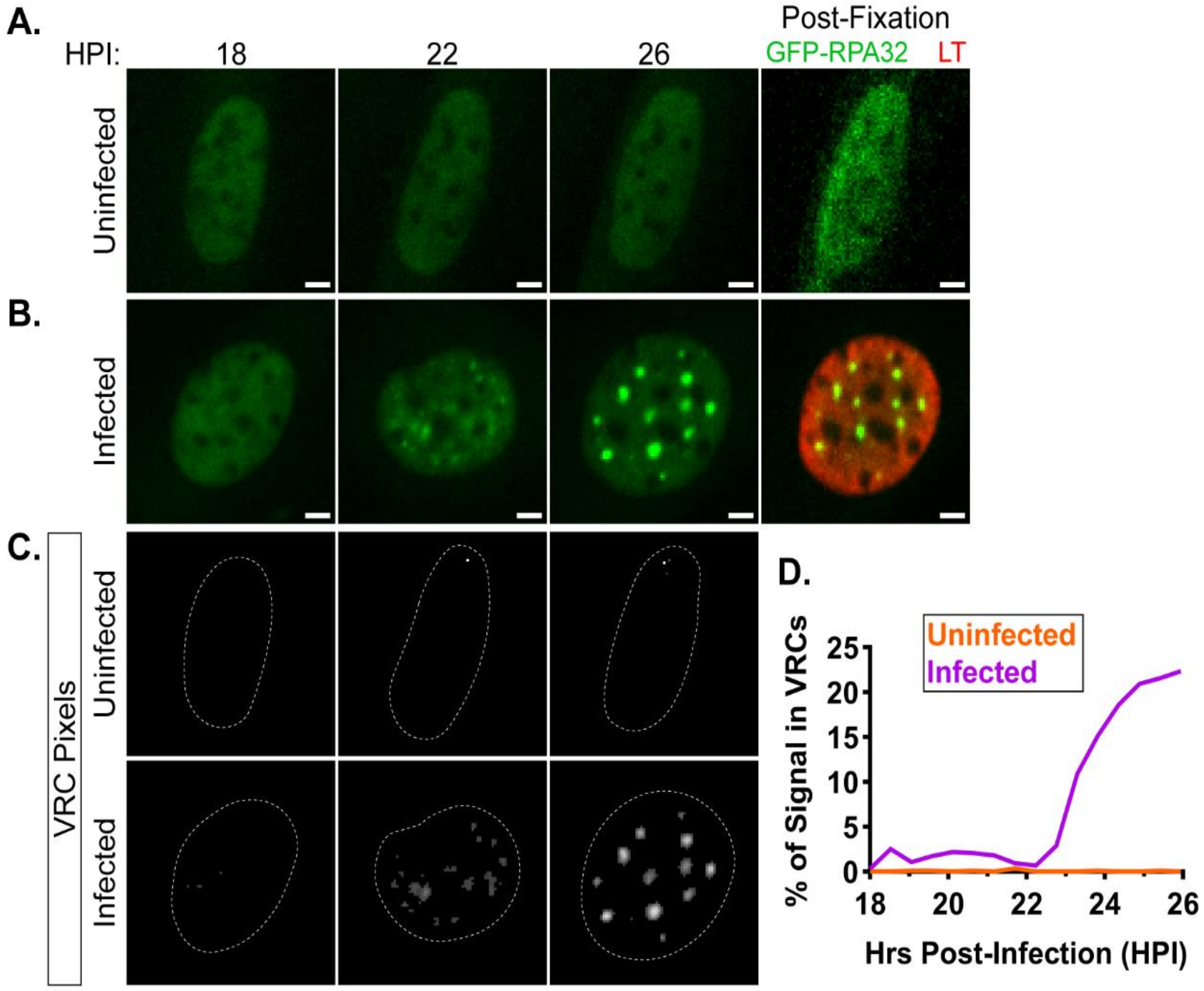 Viruses 12 01123 g003 Viruses 12 01123 g003