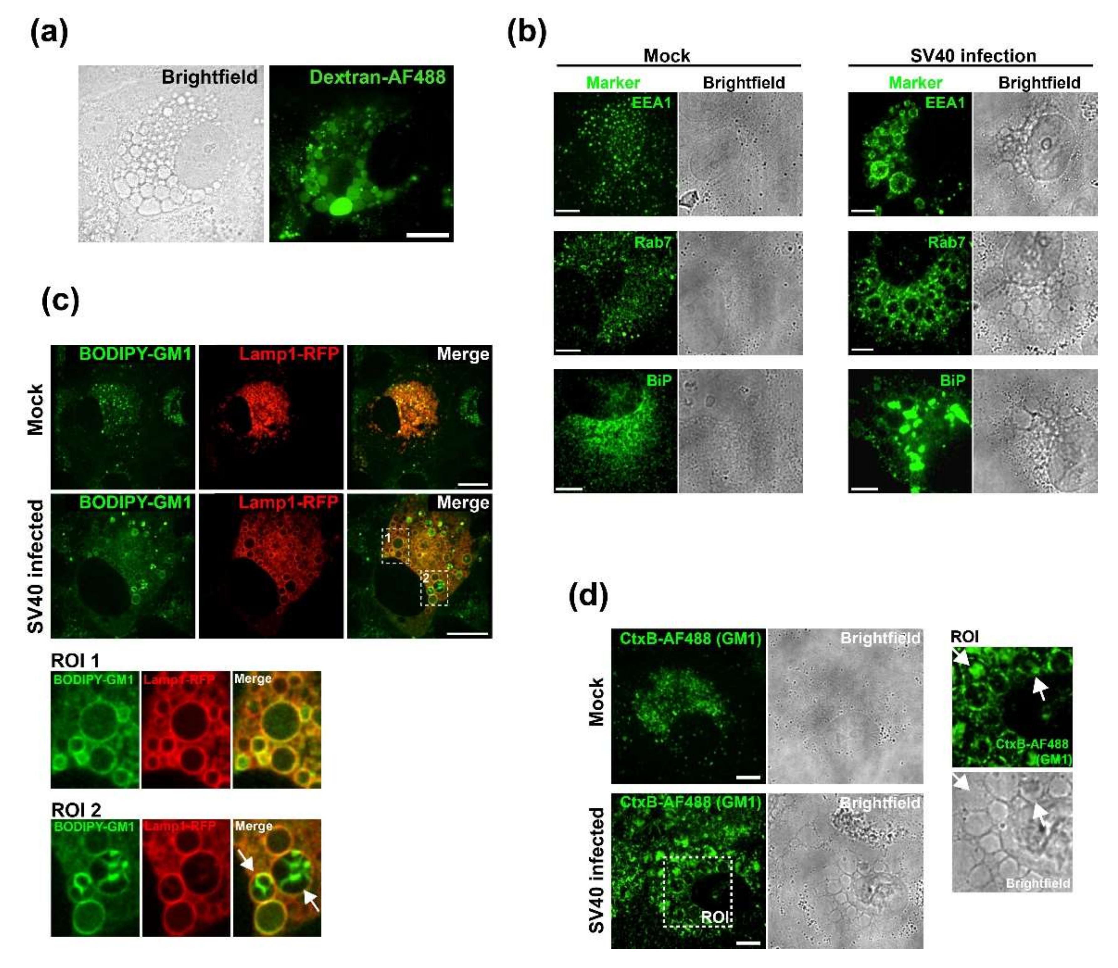 Viruses 12 01128 g001