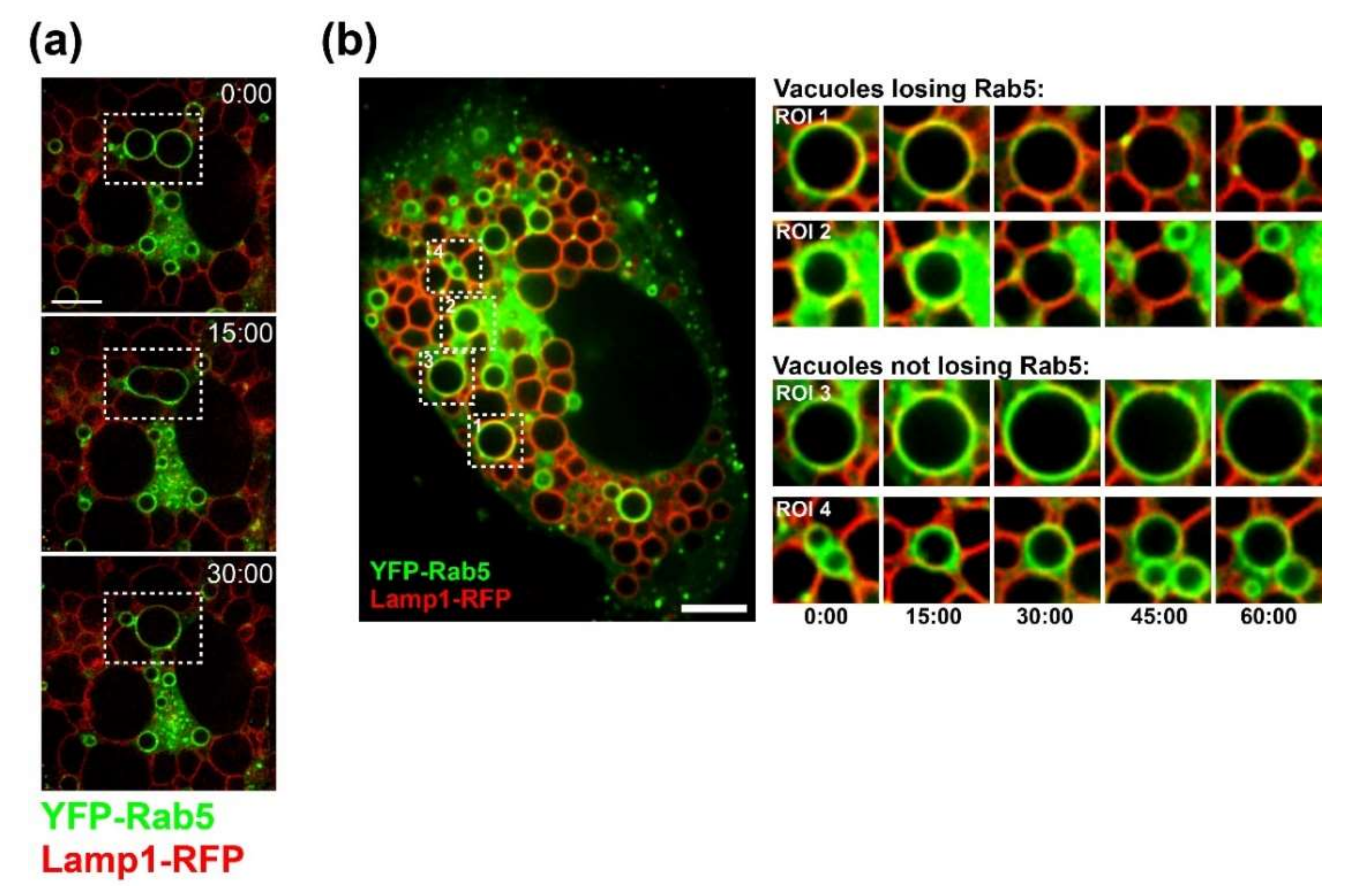 Viruses 12 01128 g002
