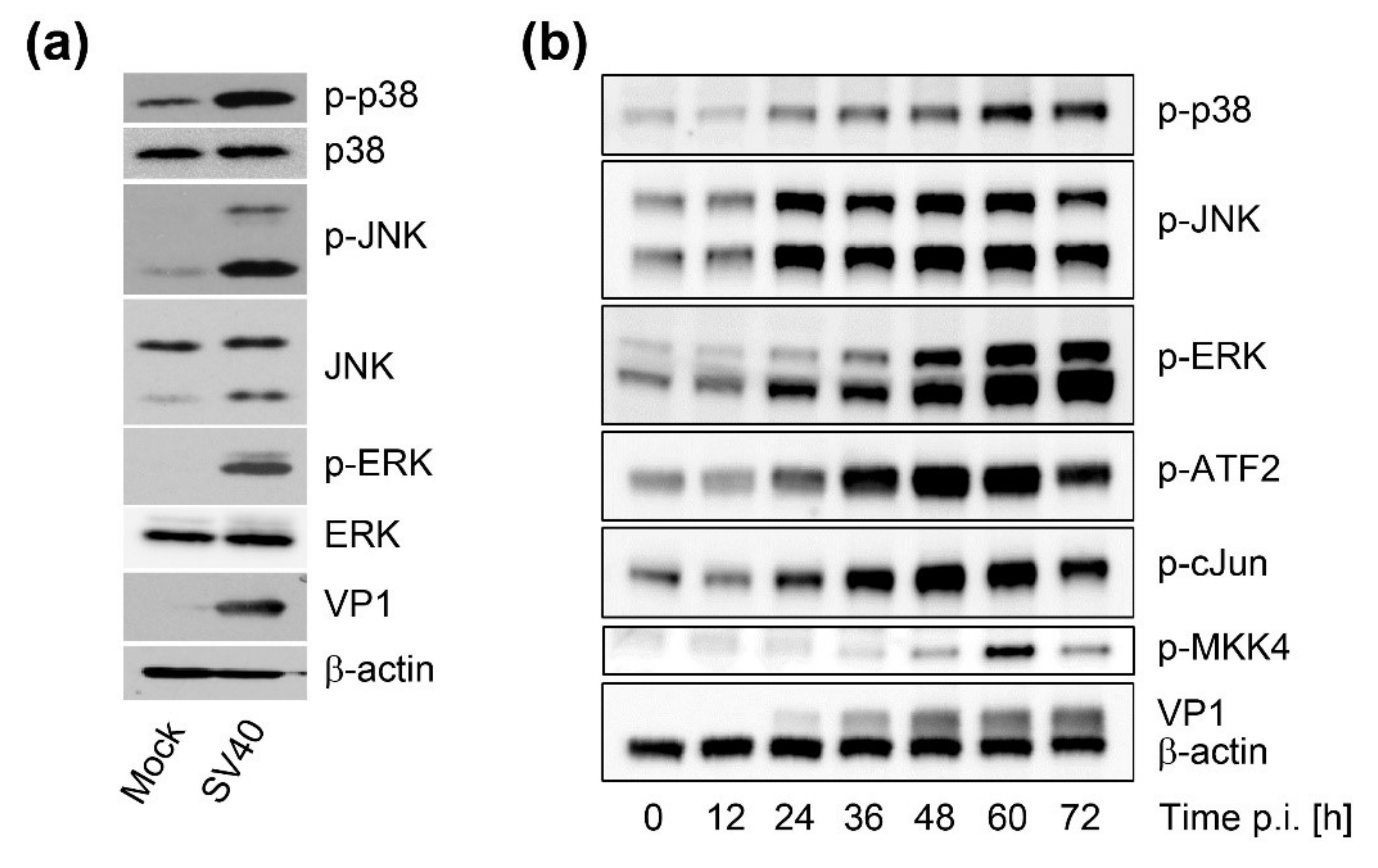 Viruses 12 01128 g005