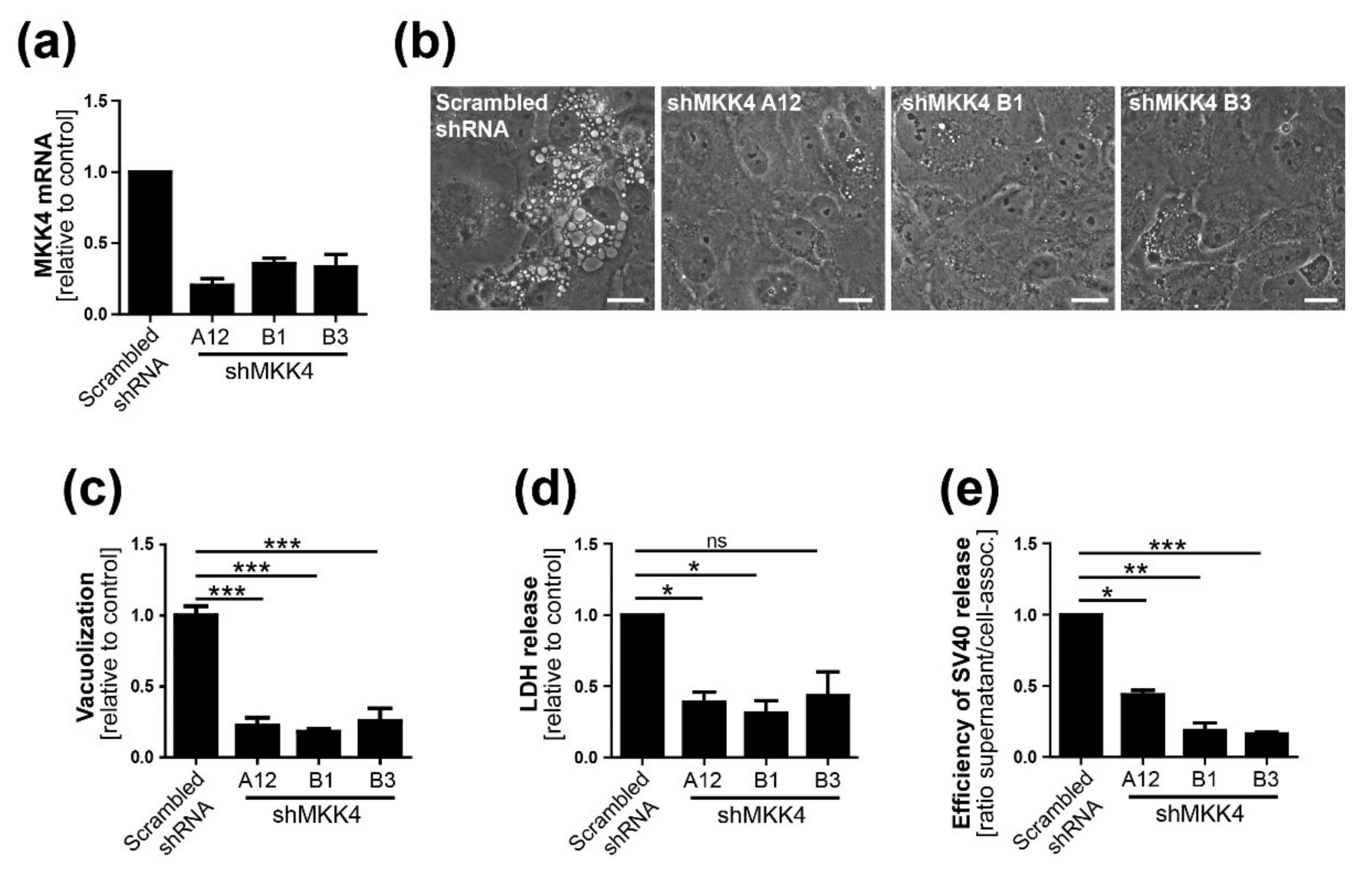 Viruses 12 01128 g007