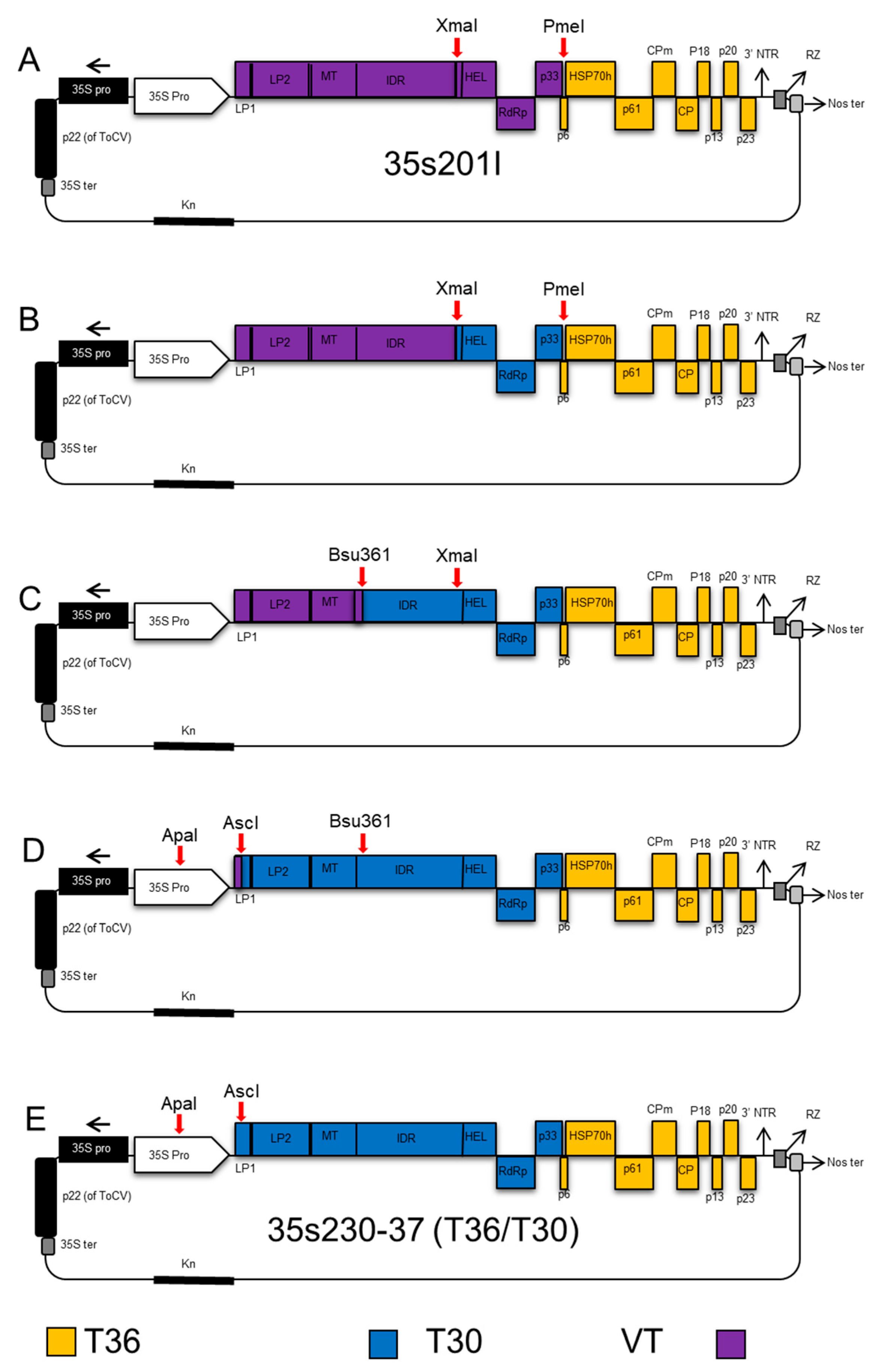 Viruses 12 01131 g001 Viruses 12 01131 g001