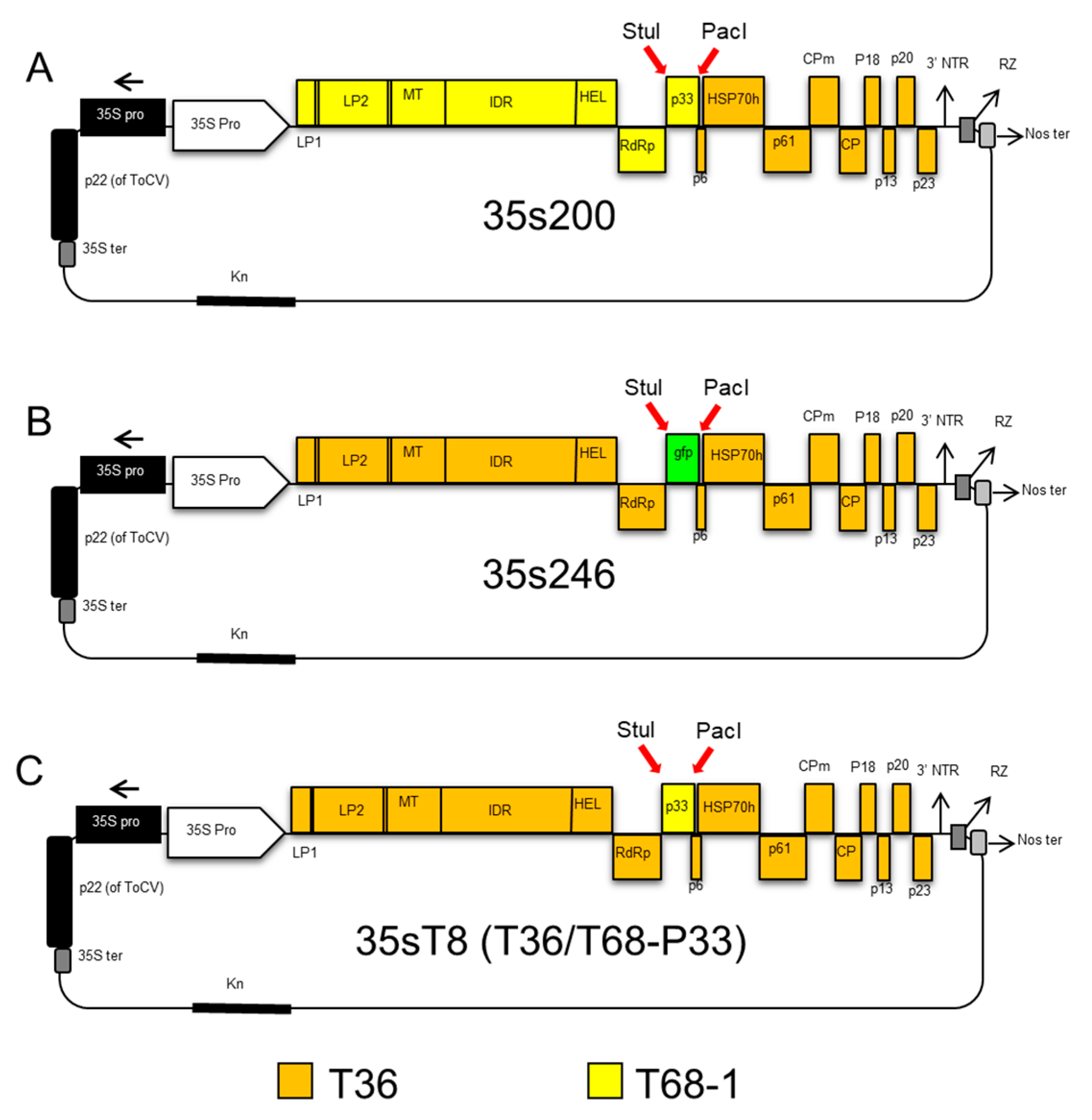 Viruses 12 01131 g003 Viruses 12 01131 g003