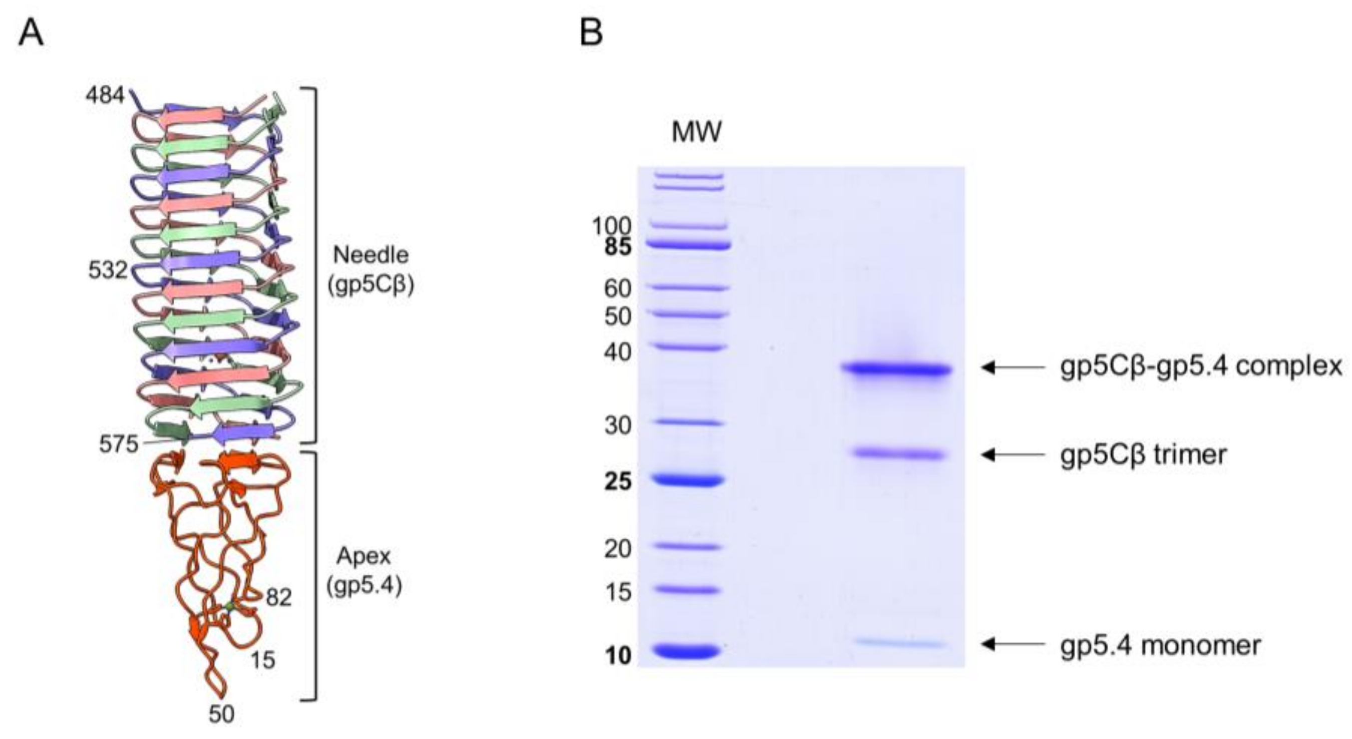 Viruses 12 01135 g002