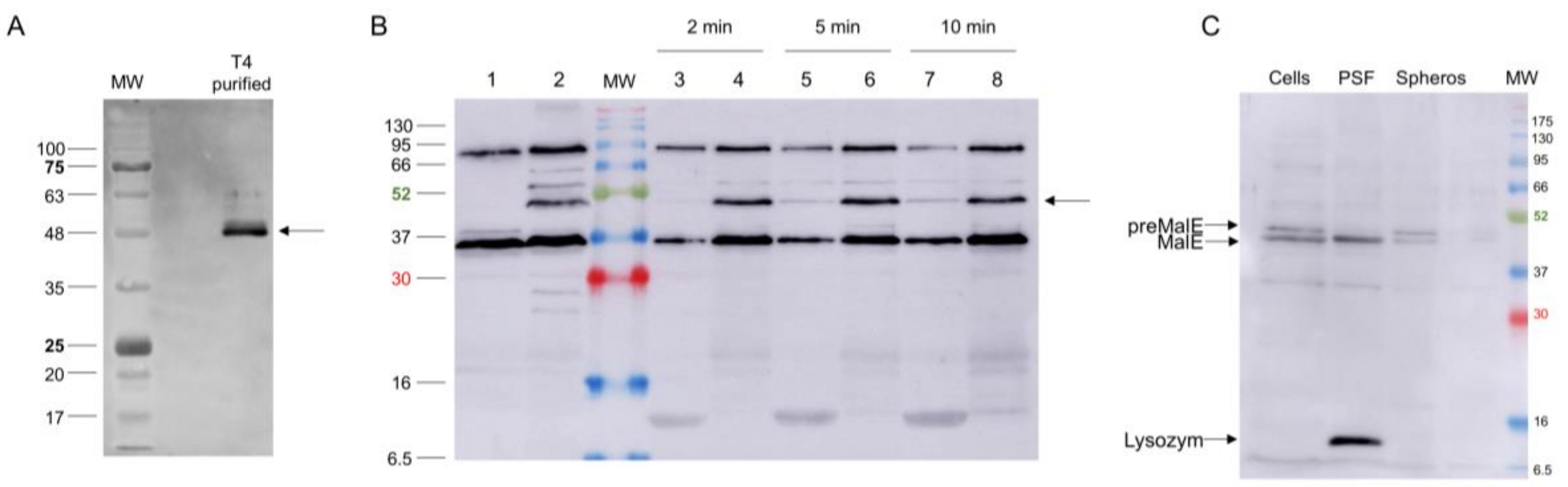 Viruses 12 01135 g007