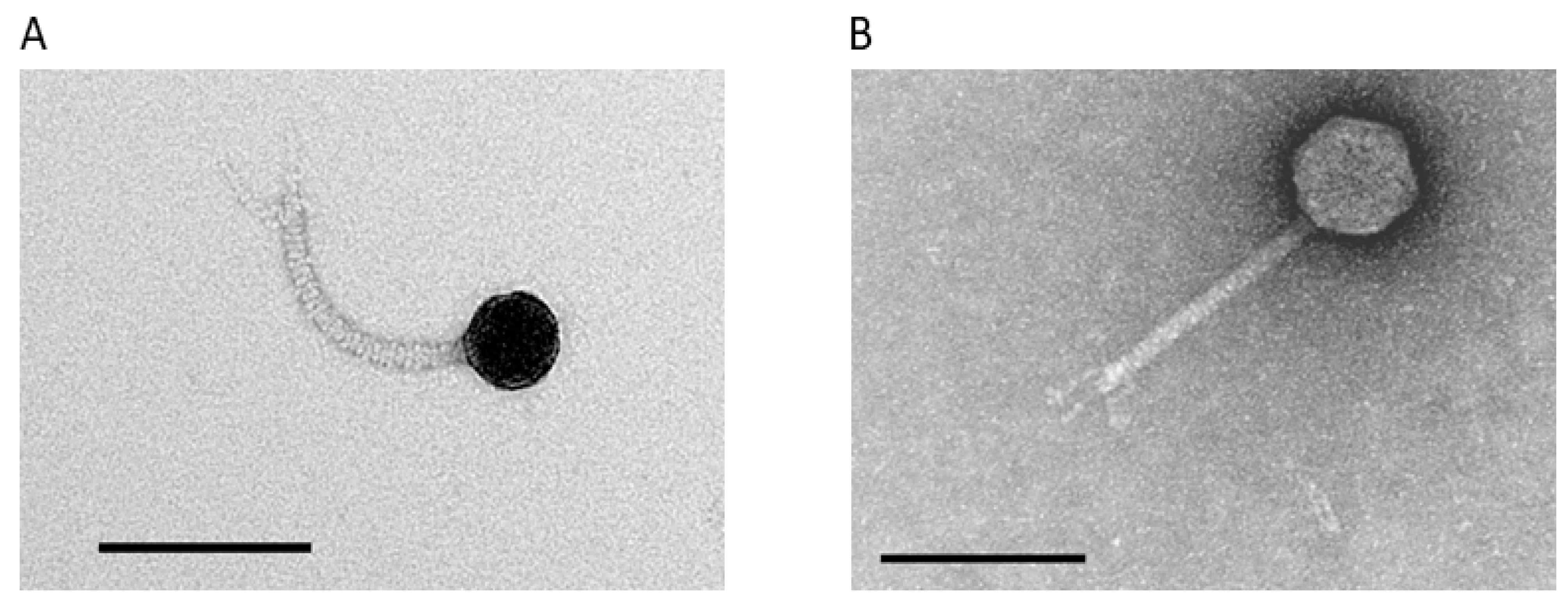 Viruses 12 01138 g001 Viruses 12 01138 g001