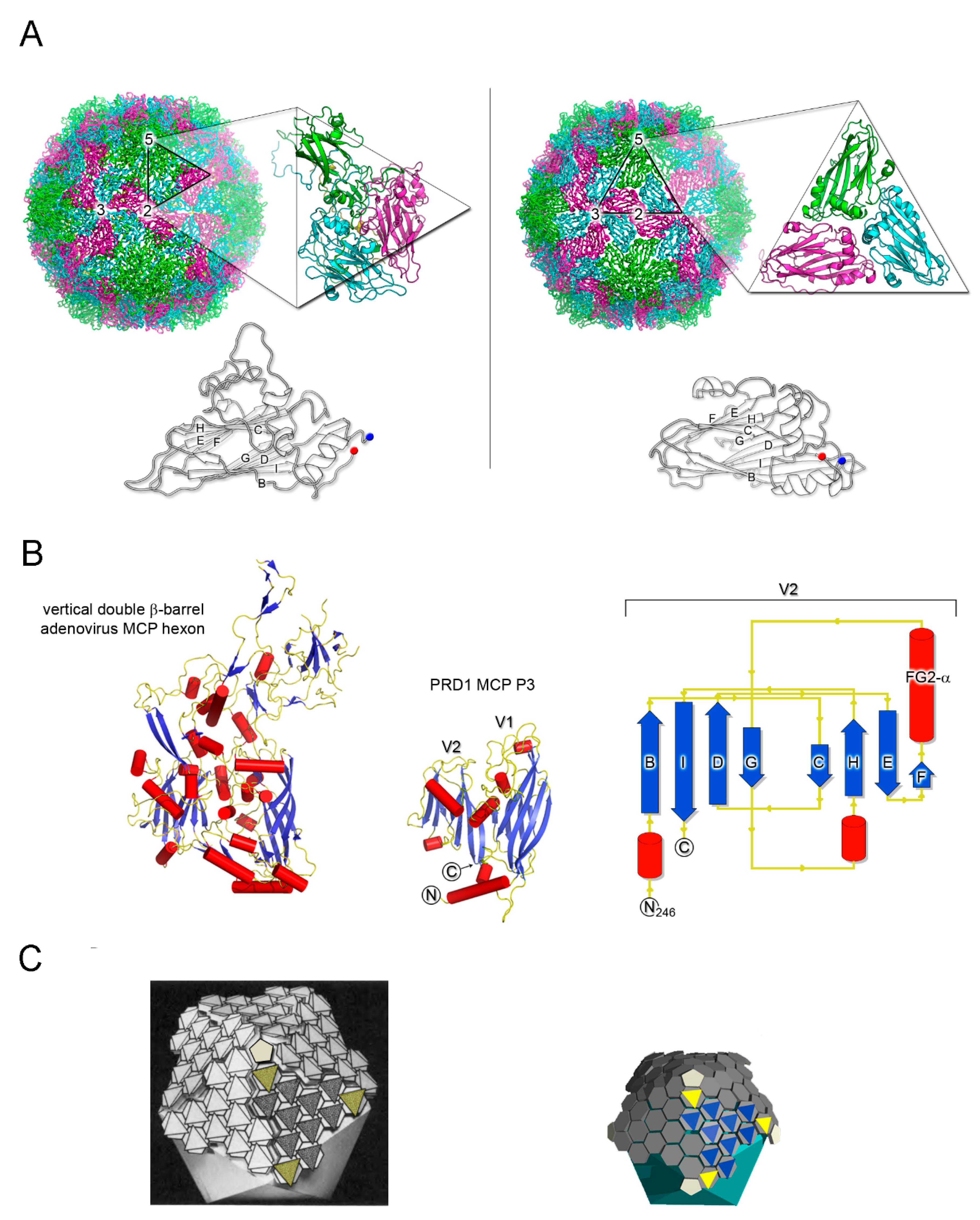 Viruses 12 01146 g001 Viruses 12 01146 g001