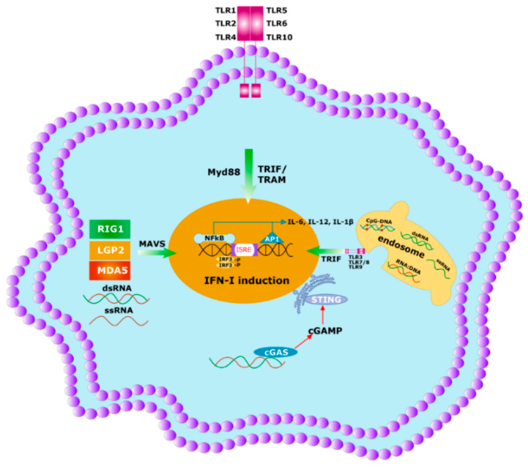 Viruses 12 01150 g004