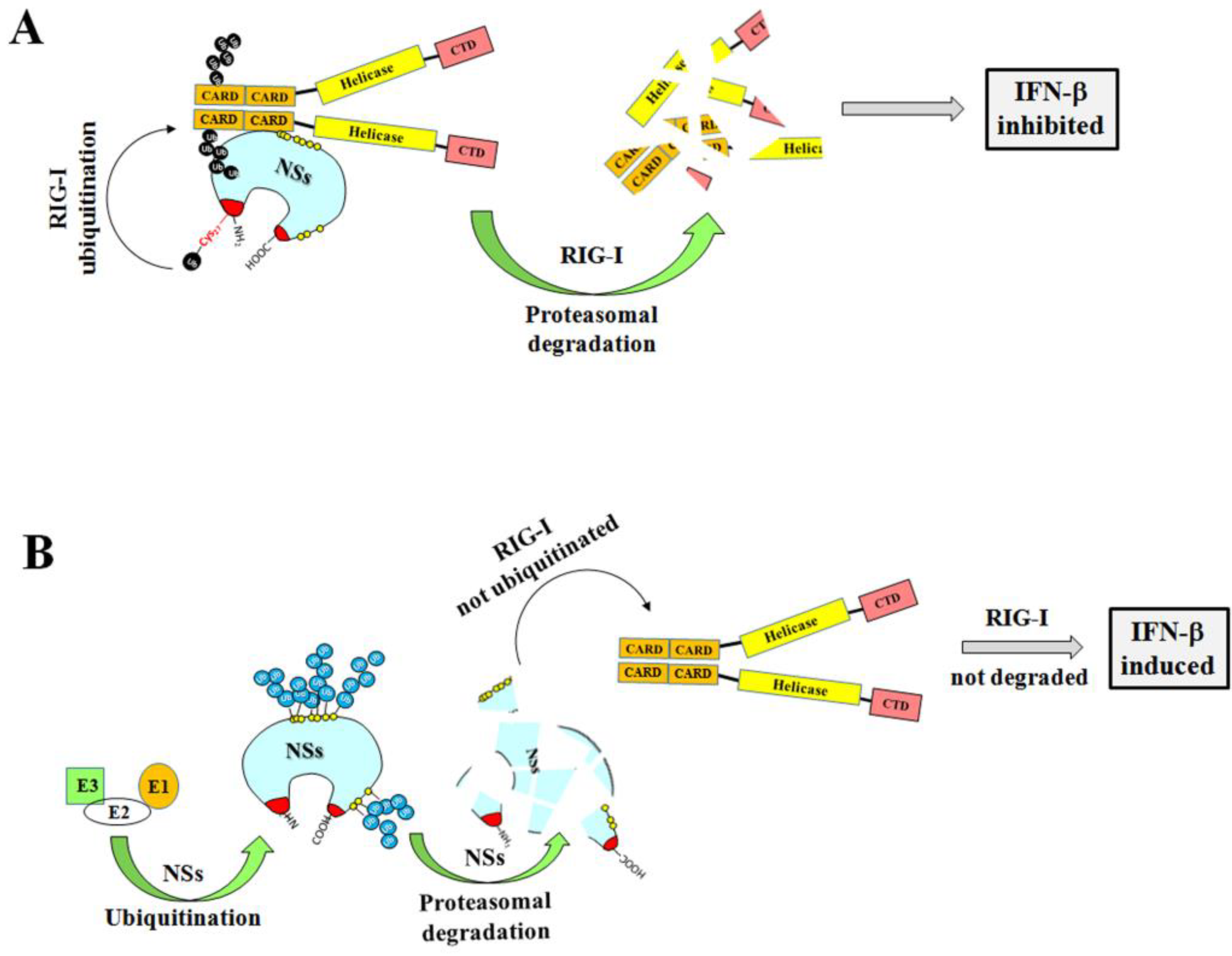 Viruses 12 01153 g008 Viruses 12 01153 g008