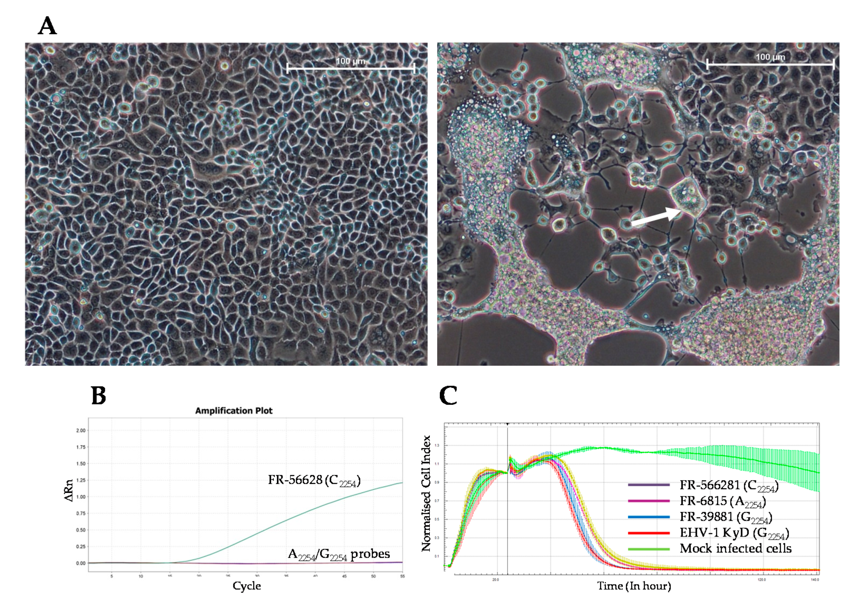 Viruses 12 01160 g003
