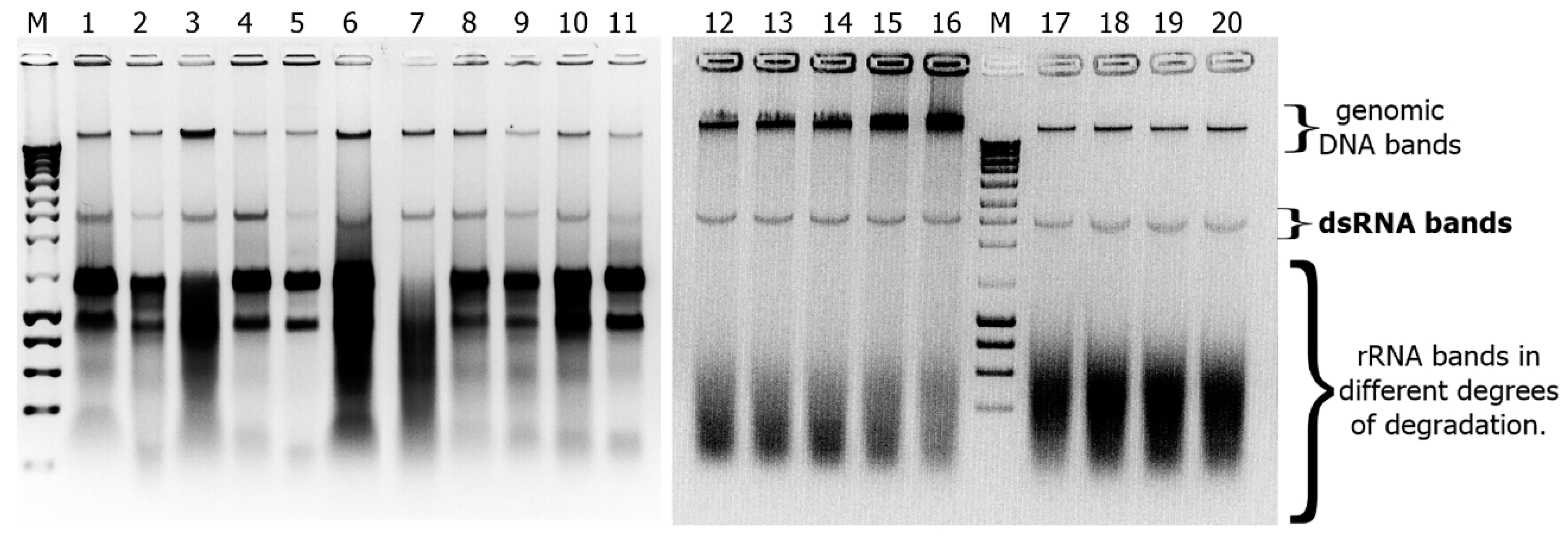 Viruses 12 01161 g006 Viruses 12 01161 g006