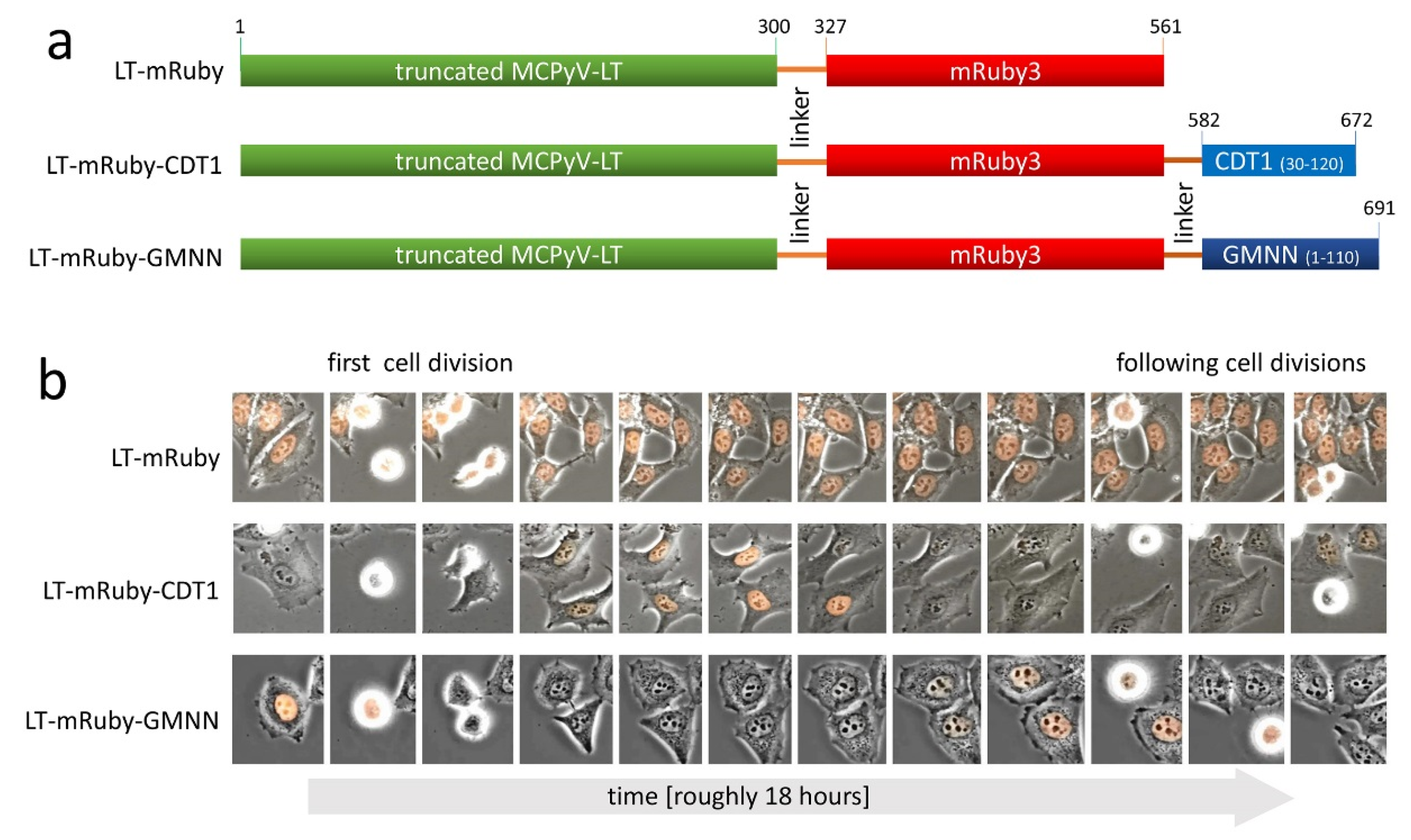 Viruses 12 01162 g001 Viruses 12 01162 g001