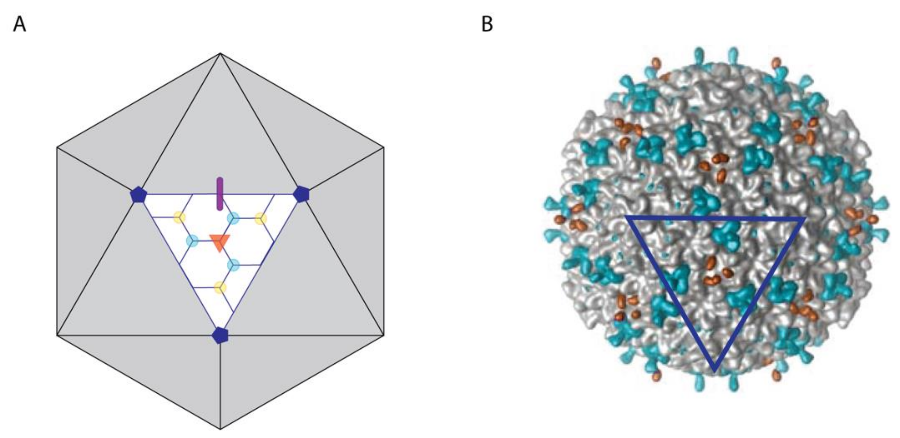 Viruses 12 01163 g001 Viruses 12 01163 g001