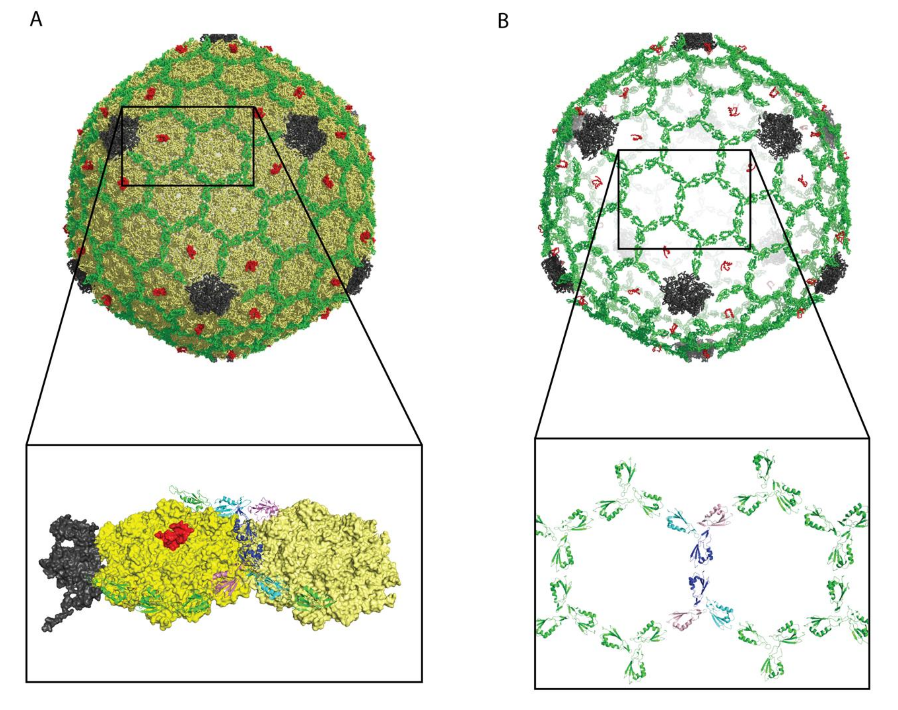 Viruses 12 01163 g003 Viruses 12 01163 g003