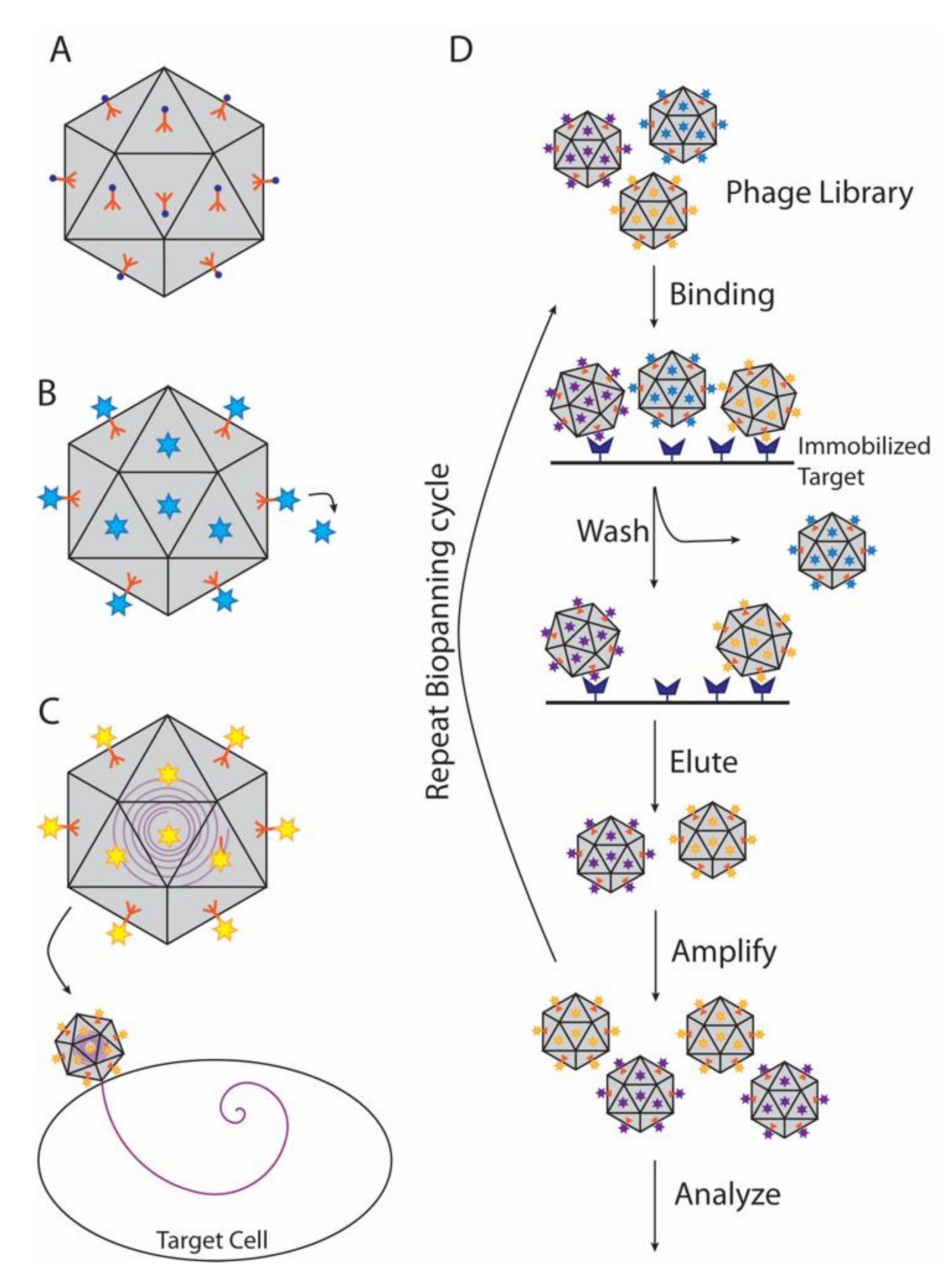 Viruses 12 01163 g004 Viruses 12 01163 g004