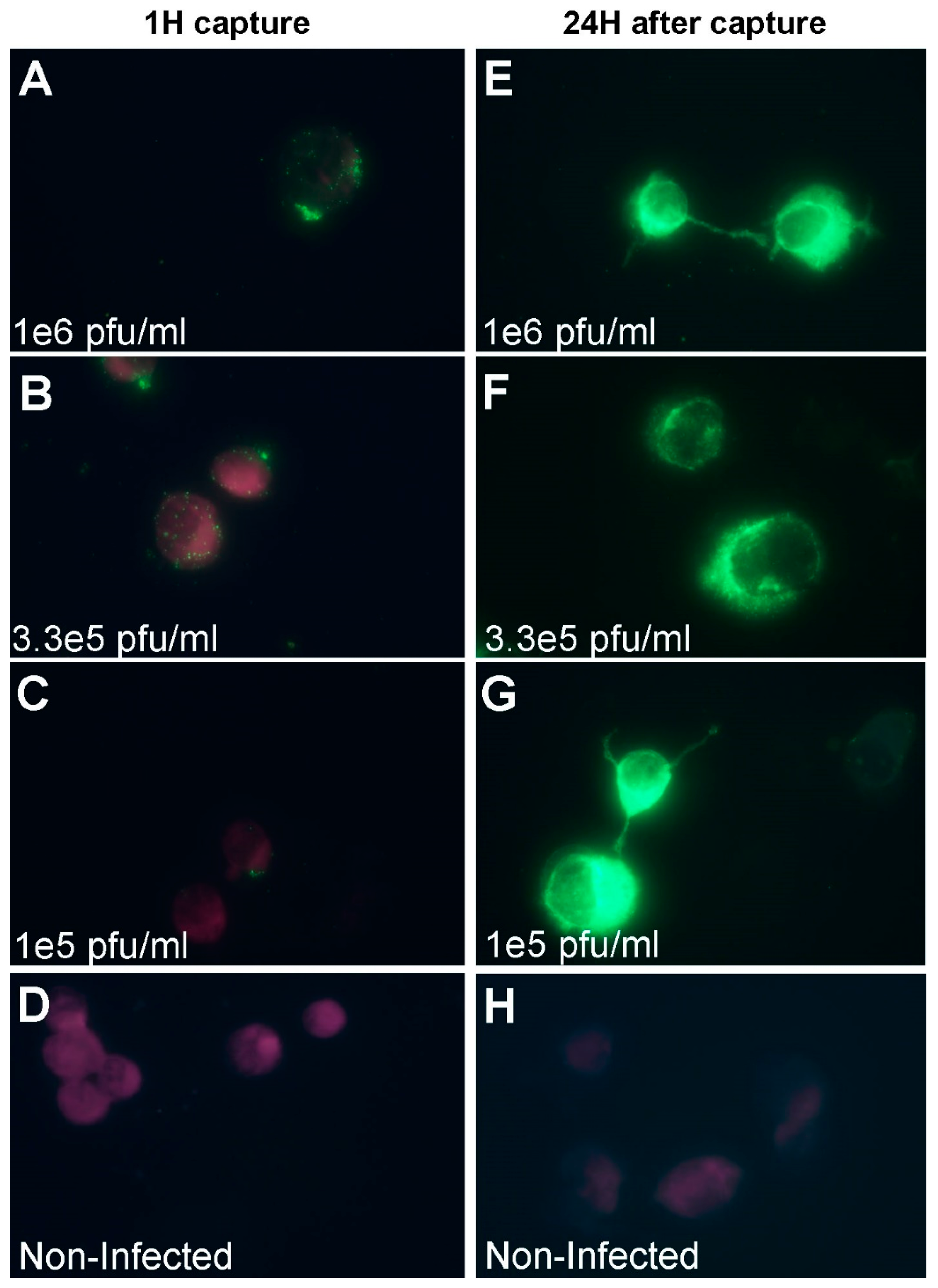 Viruses 12 01165 g005 Viruses 12 01165 g005