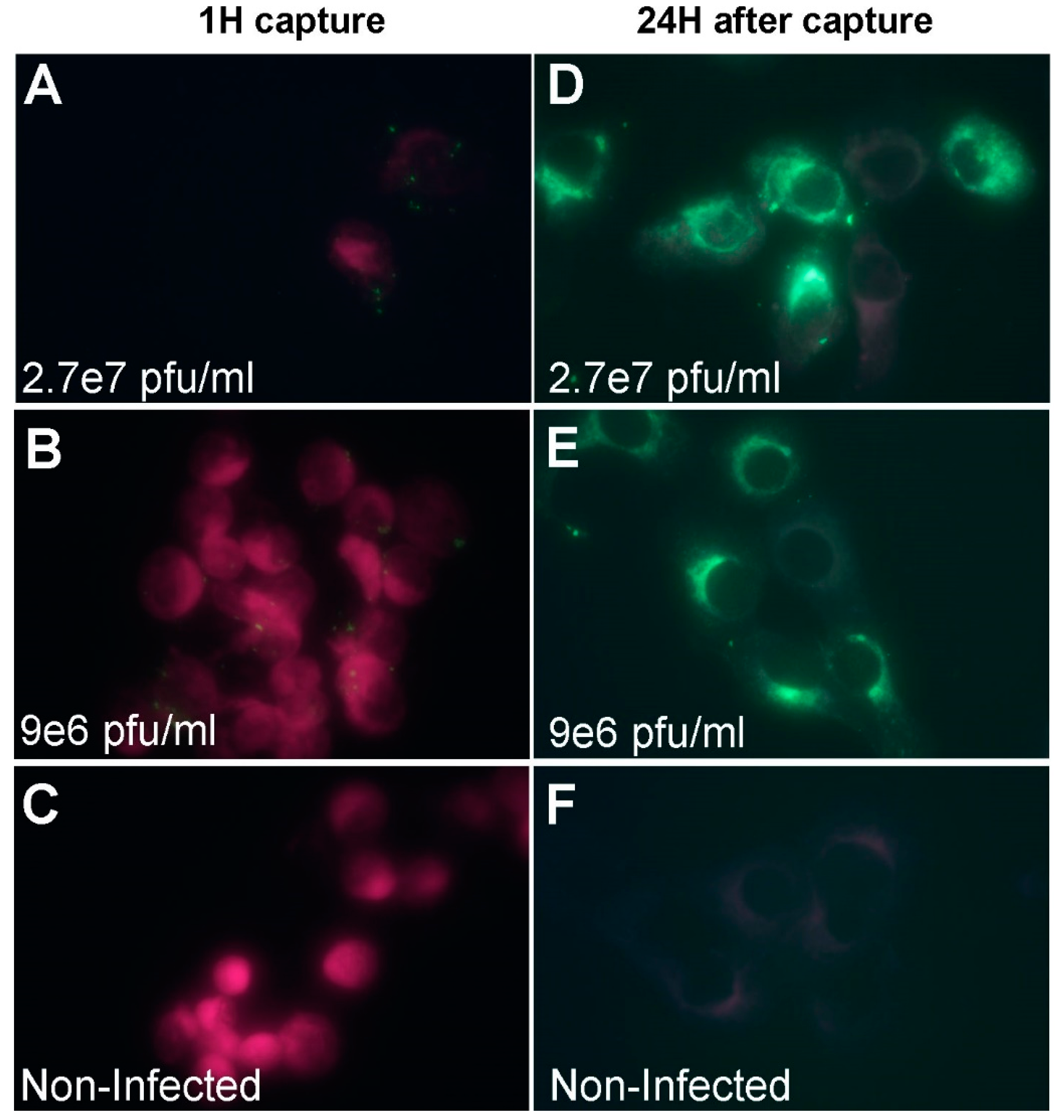 Viruses 12 01165 g006 Viruses 12 01165 g006