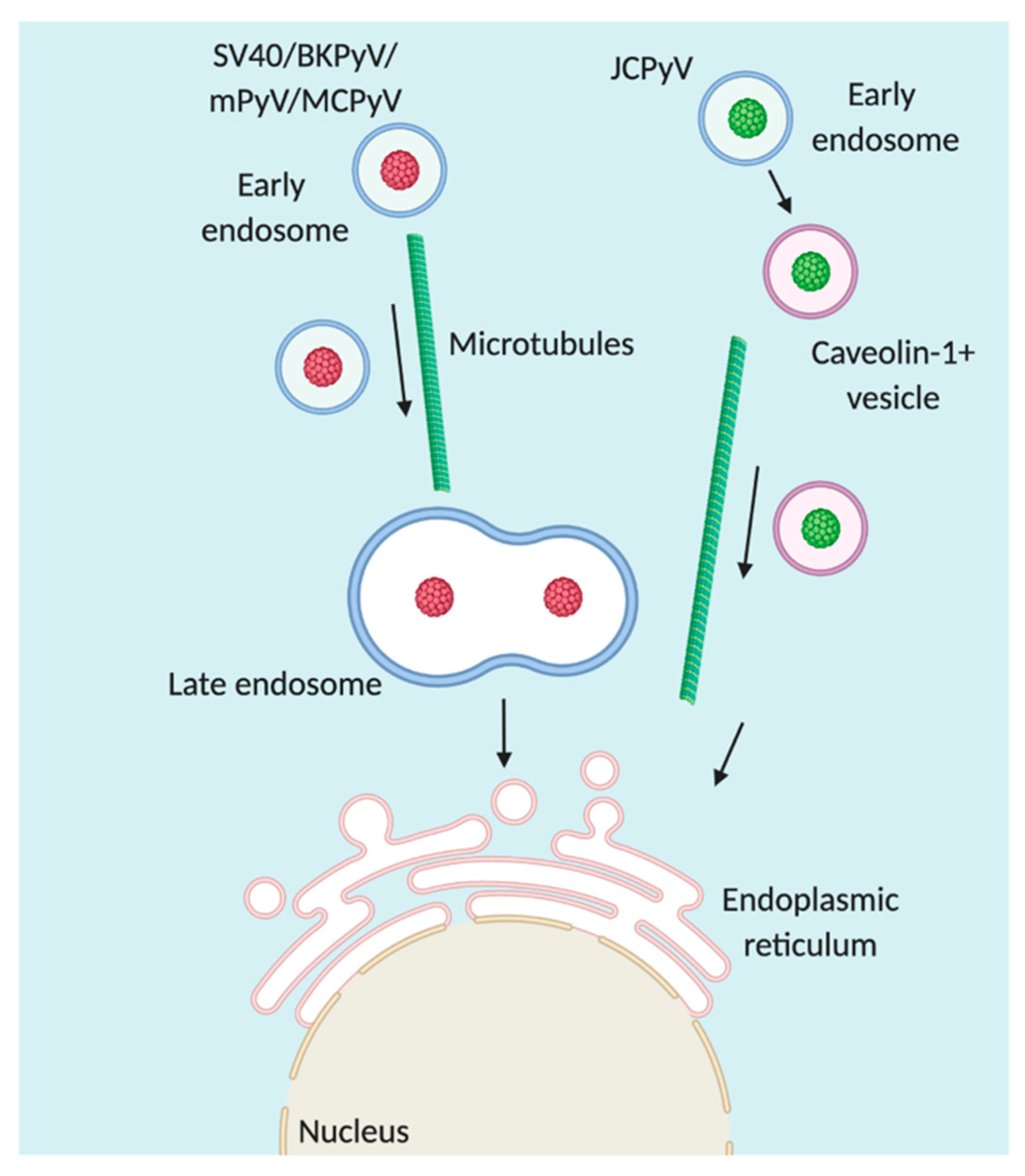 Viruses 12 01168 g003 Viruses 12 01168 g003