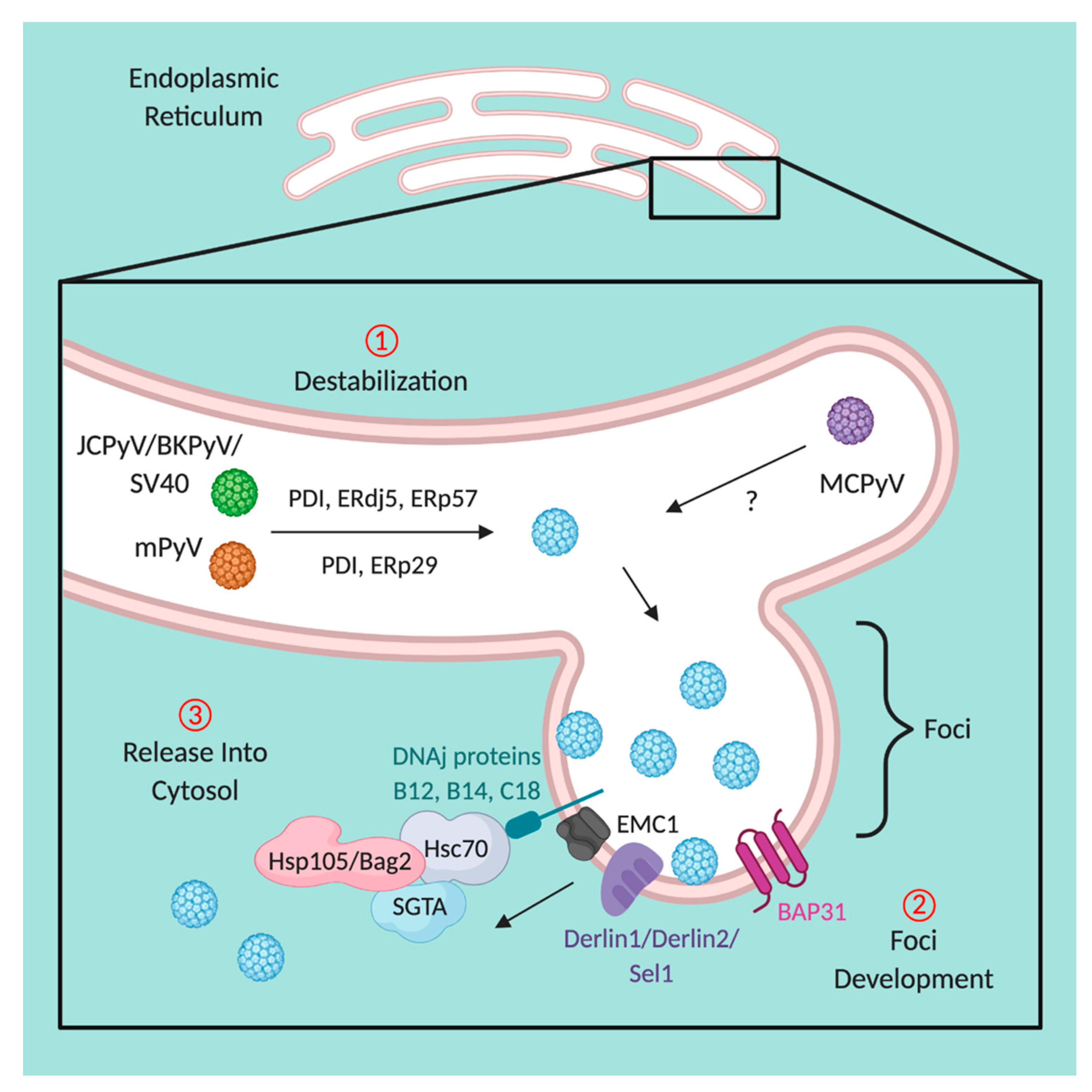 Viruses 12 01168 g004 Viruses 12 01168 g004