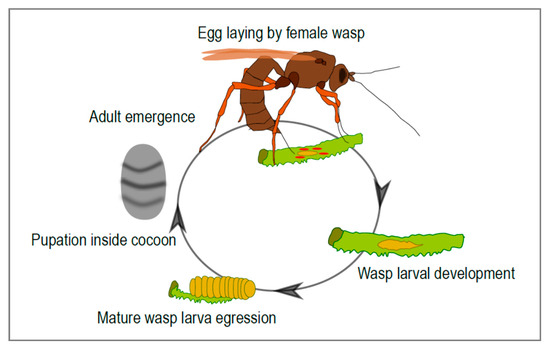 On the Origin of Species: Paras and Parasect - Bulbanews