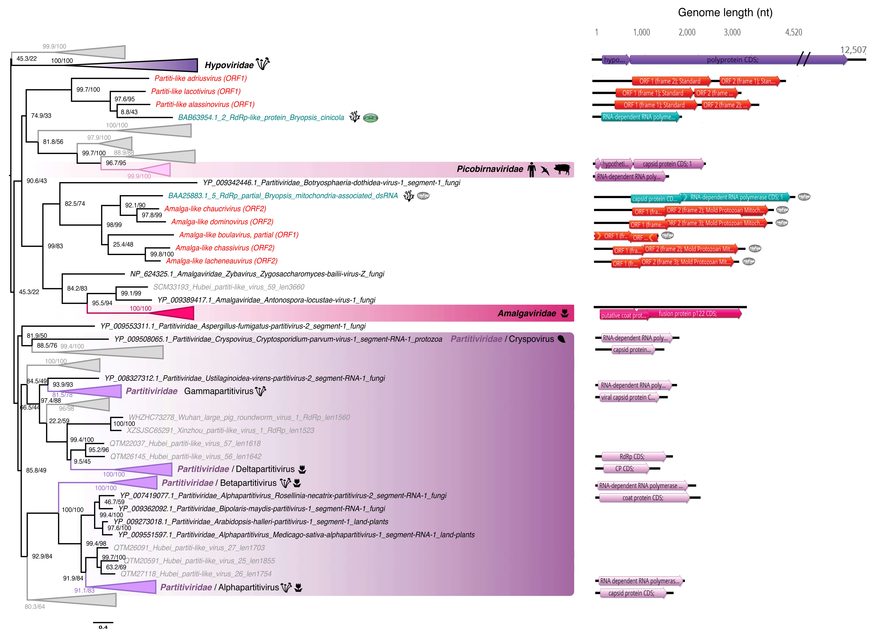 Viruses 12 01180 g003 Viruses 12 01180 g003