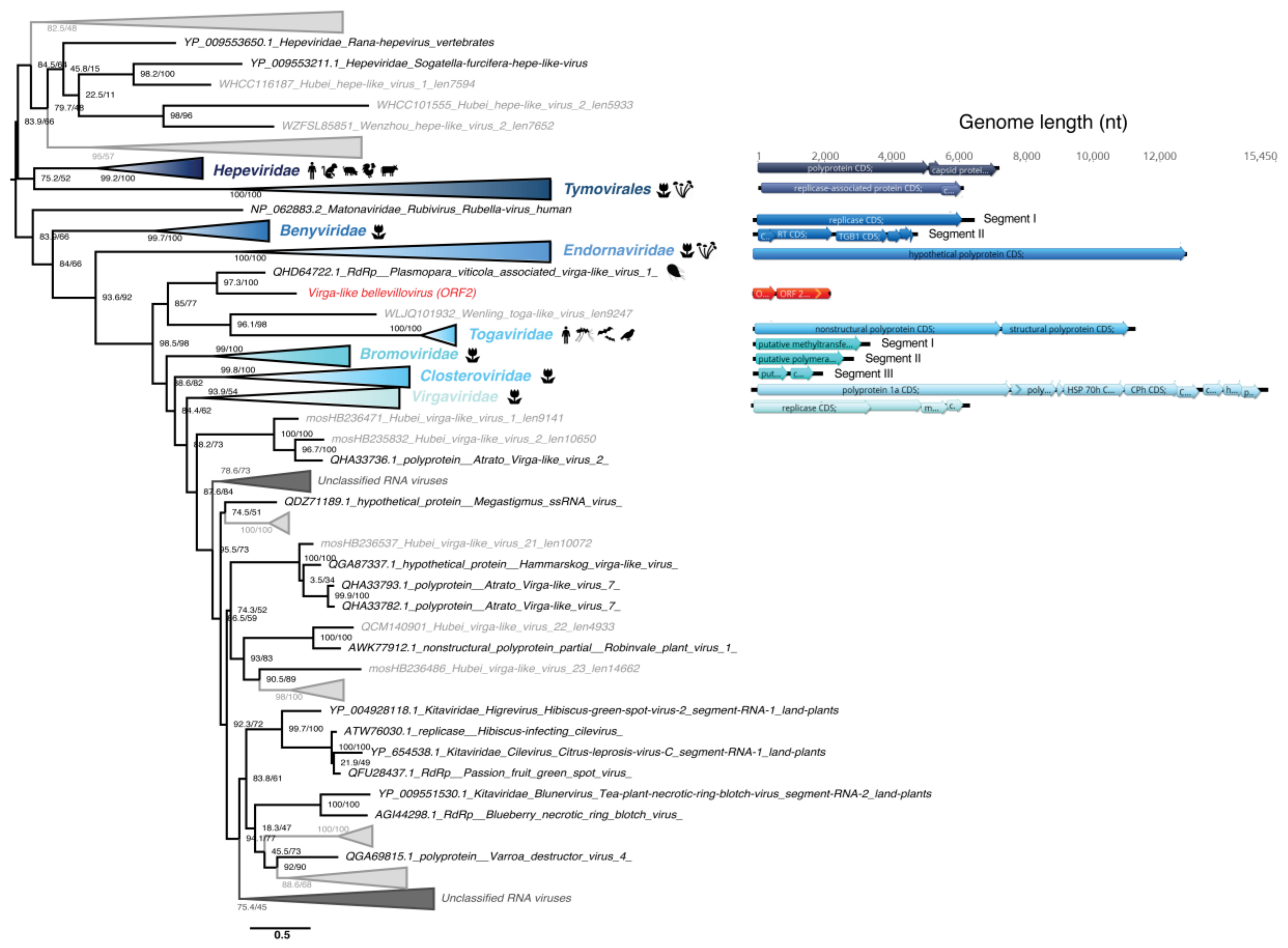 Viruses 12 01180 g008 Viruses 12 01180 g008