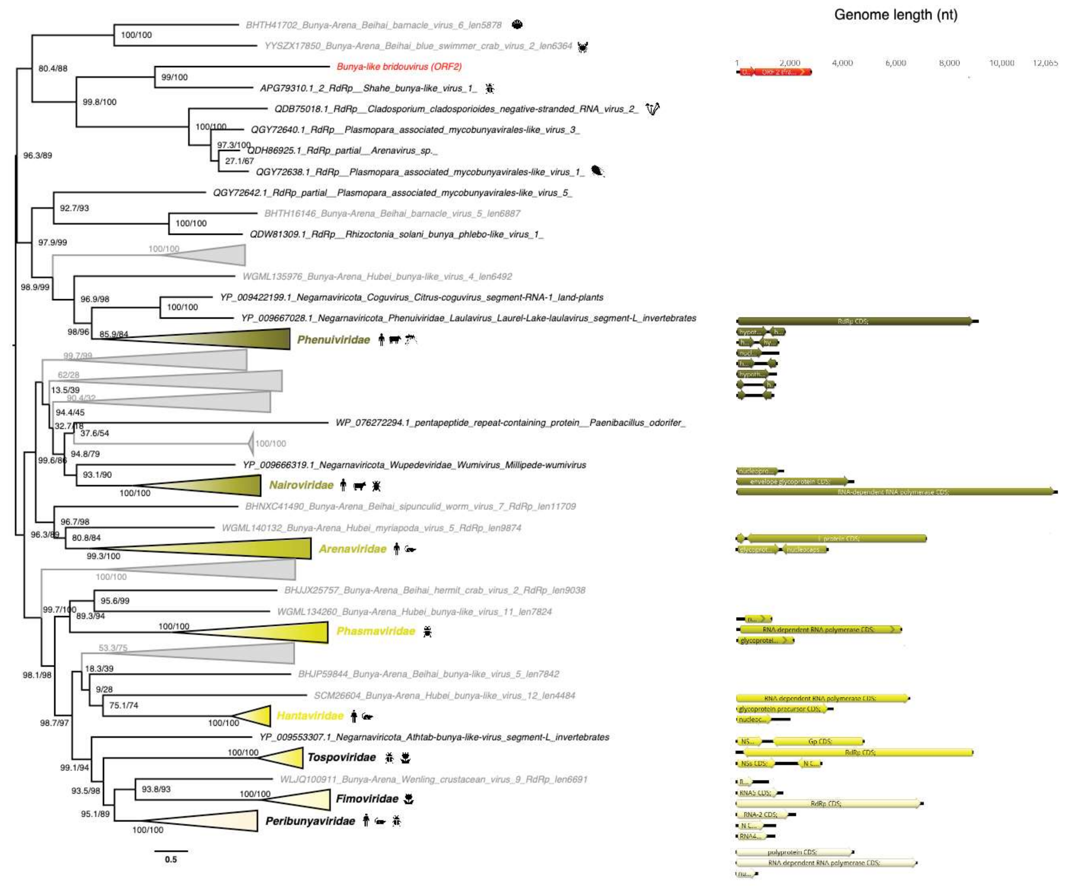 Viruses 12 01180 g009 Viruses 12 01180 g009
