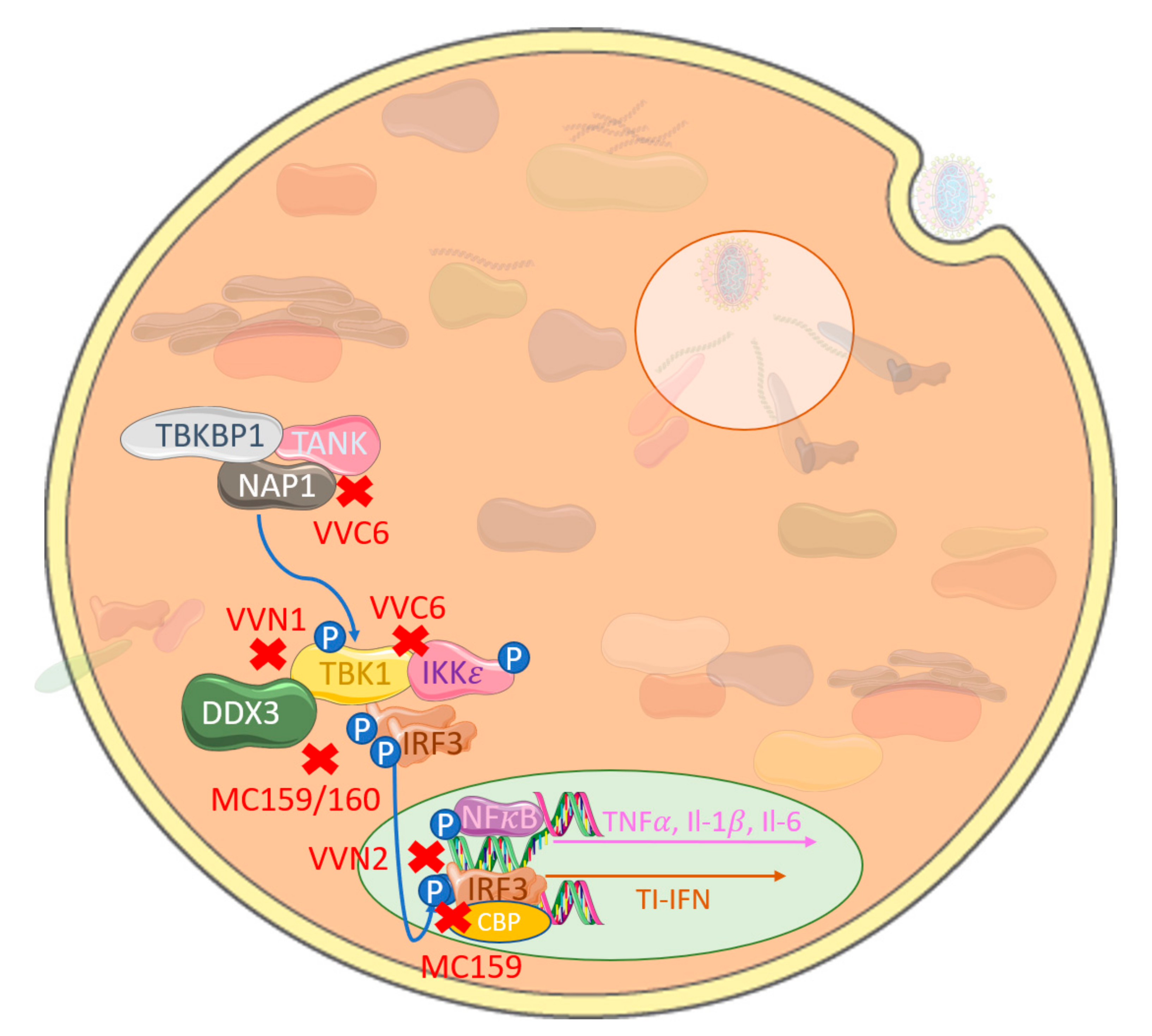 Viruses 12 01191 g002 Viruses 12 01191 g002