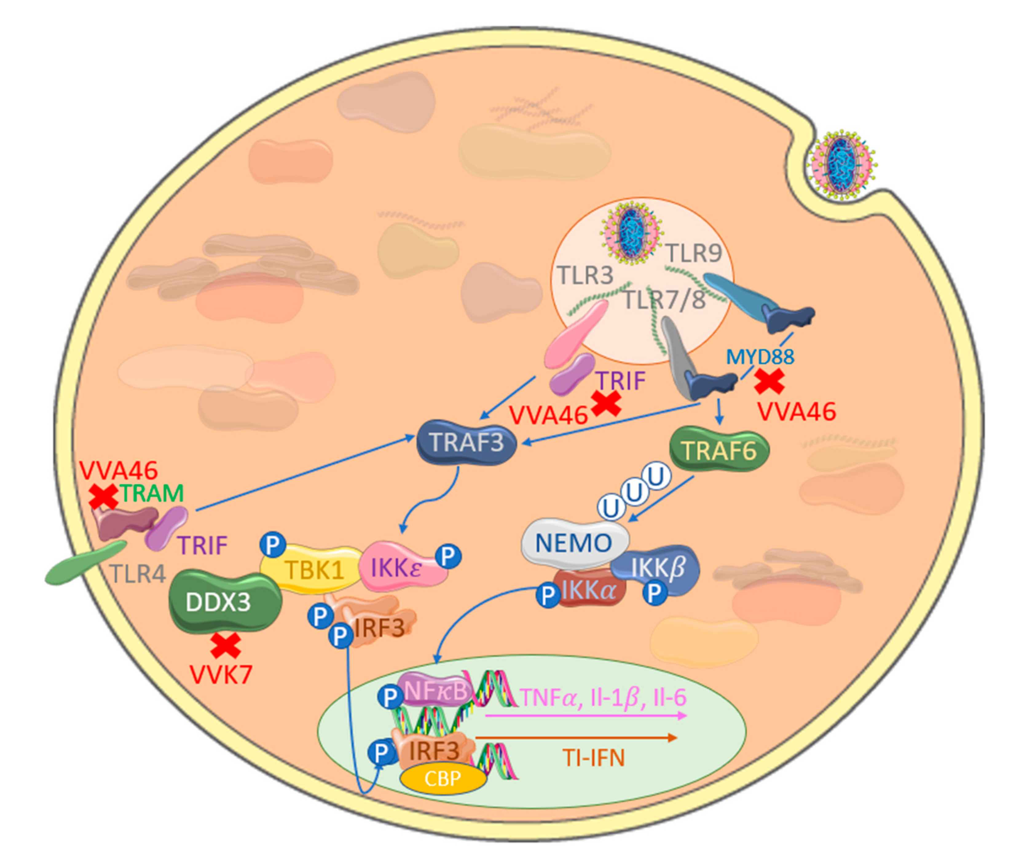 Viruses 12 01191 g003 Viruses 12 01191 g003