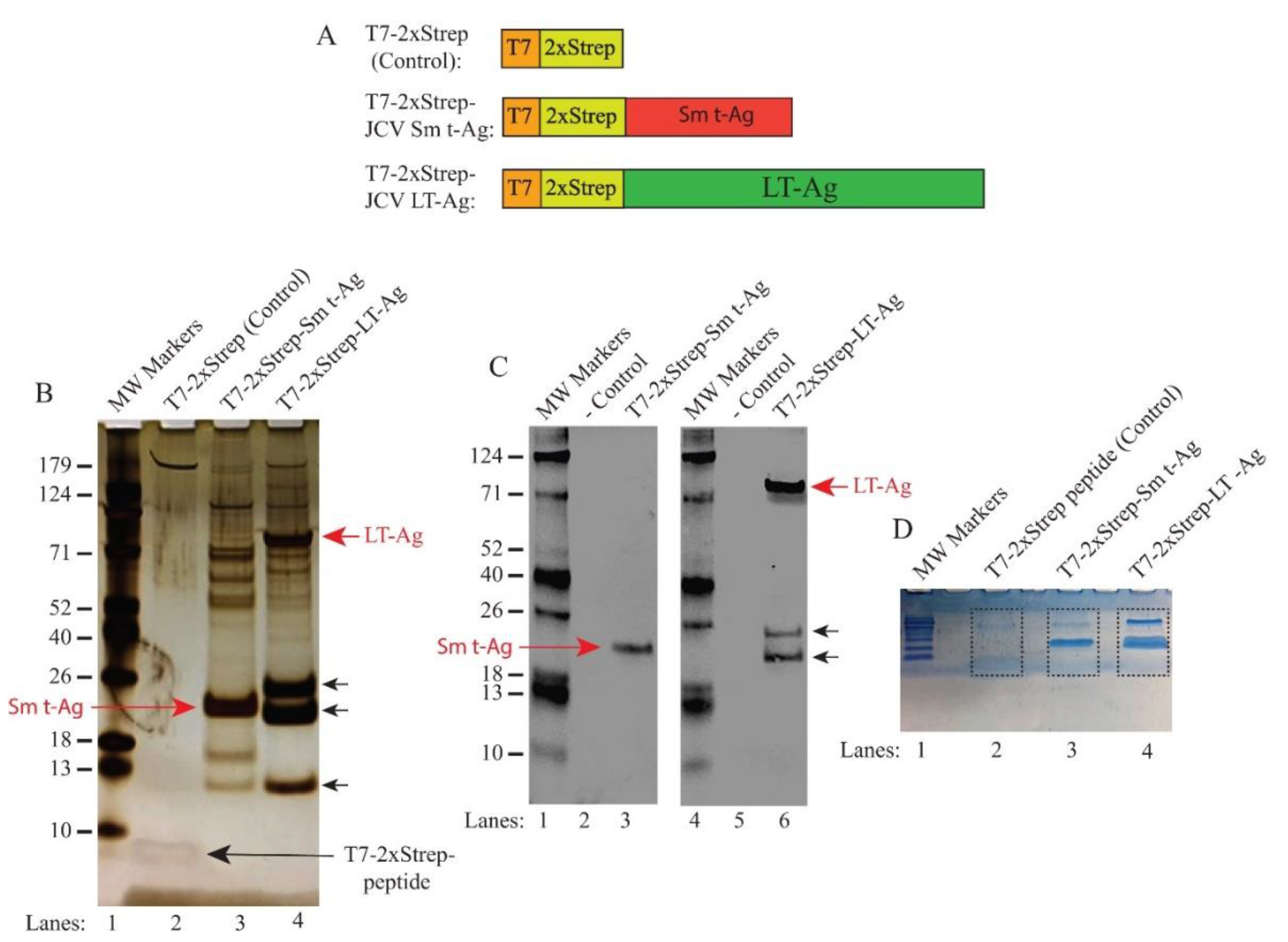 Viruses 12 01192 g001 Viruses 12 01192 g001