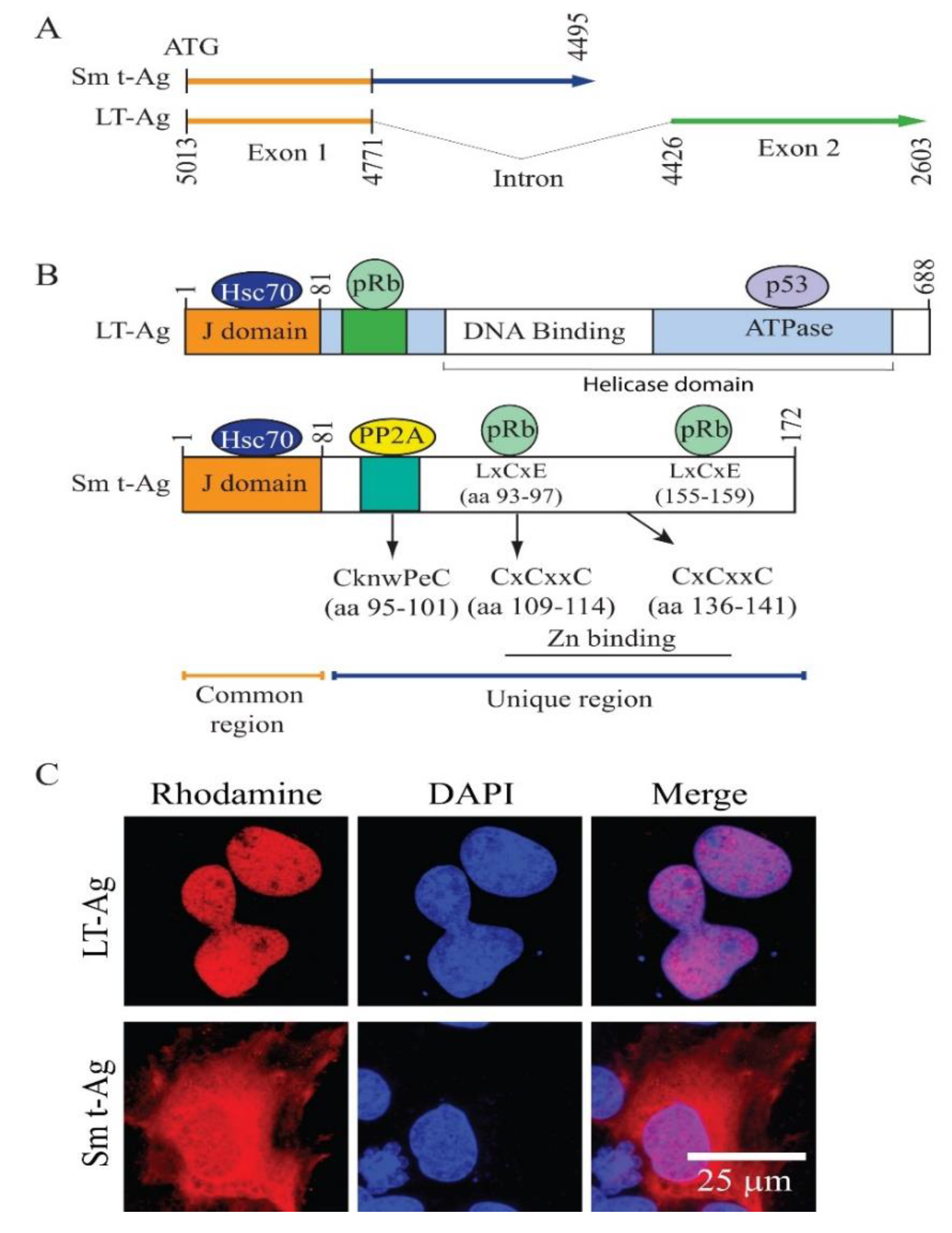 Viruses 12 01192 g003 Viruses 12 01192 g003