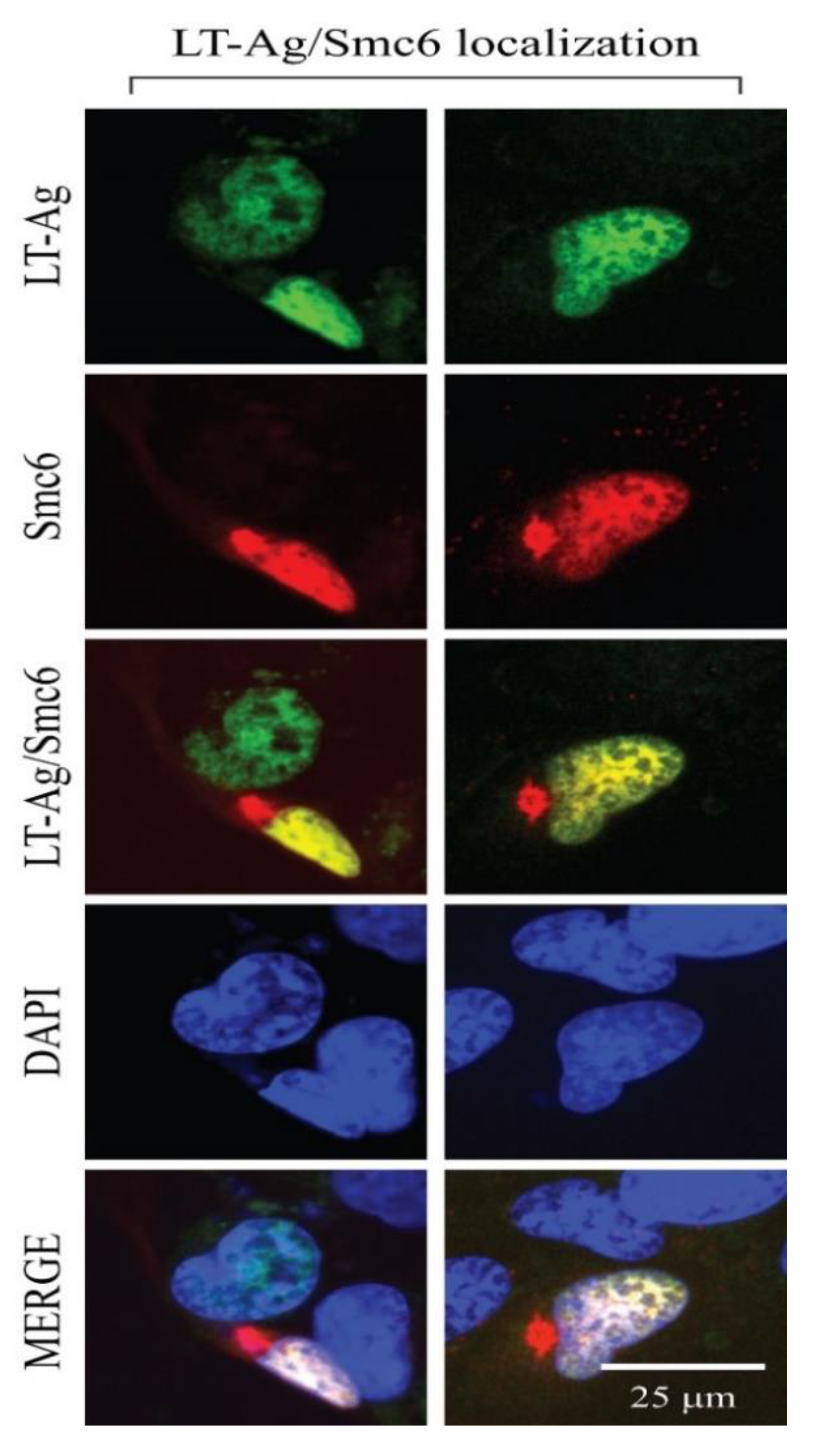 Viruses 12 01192 g008 Viruses 12 01192 g008