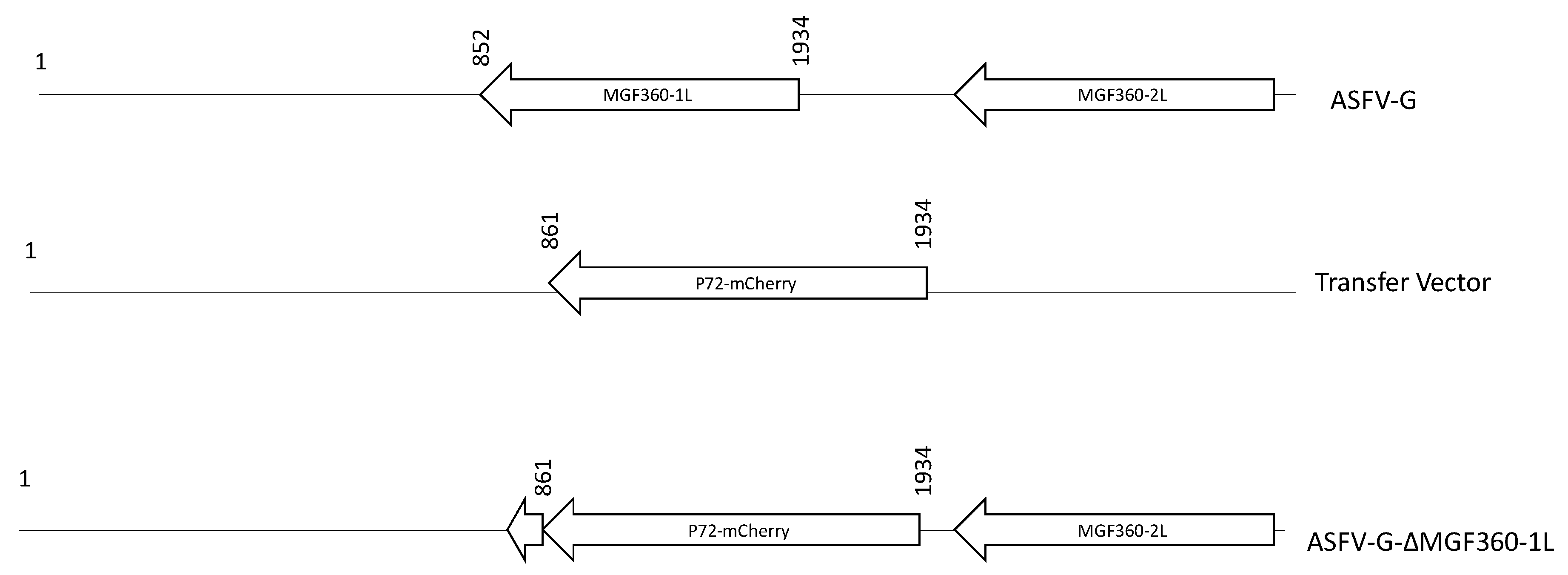 Viruses 12 01193 g003 Viruses 12 01193 g003