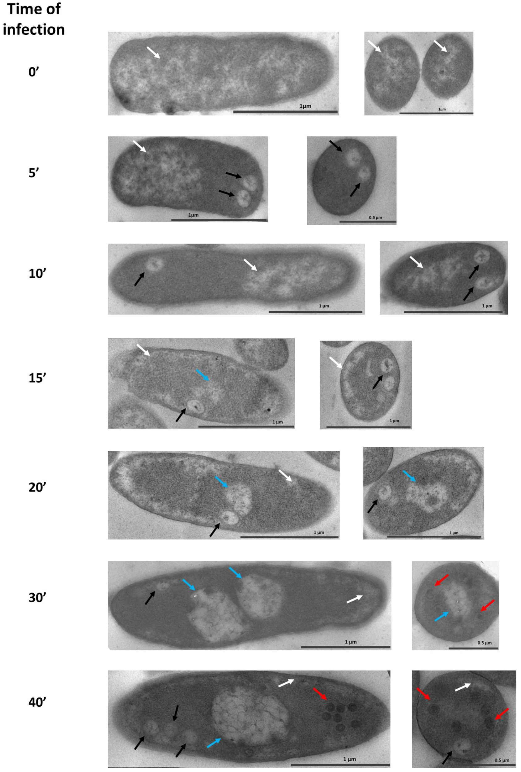 Viruses 12 01197 g001 Viruses 12 01197 g001