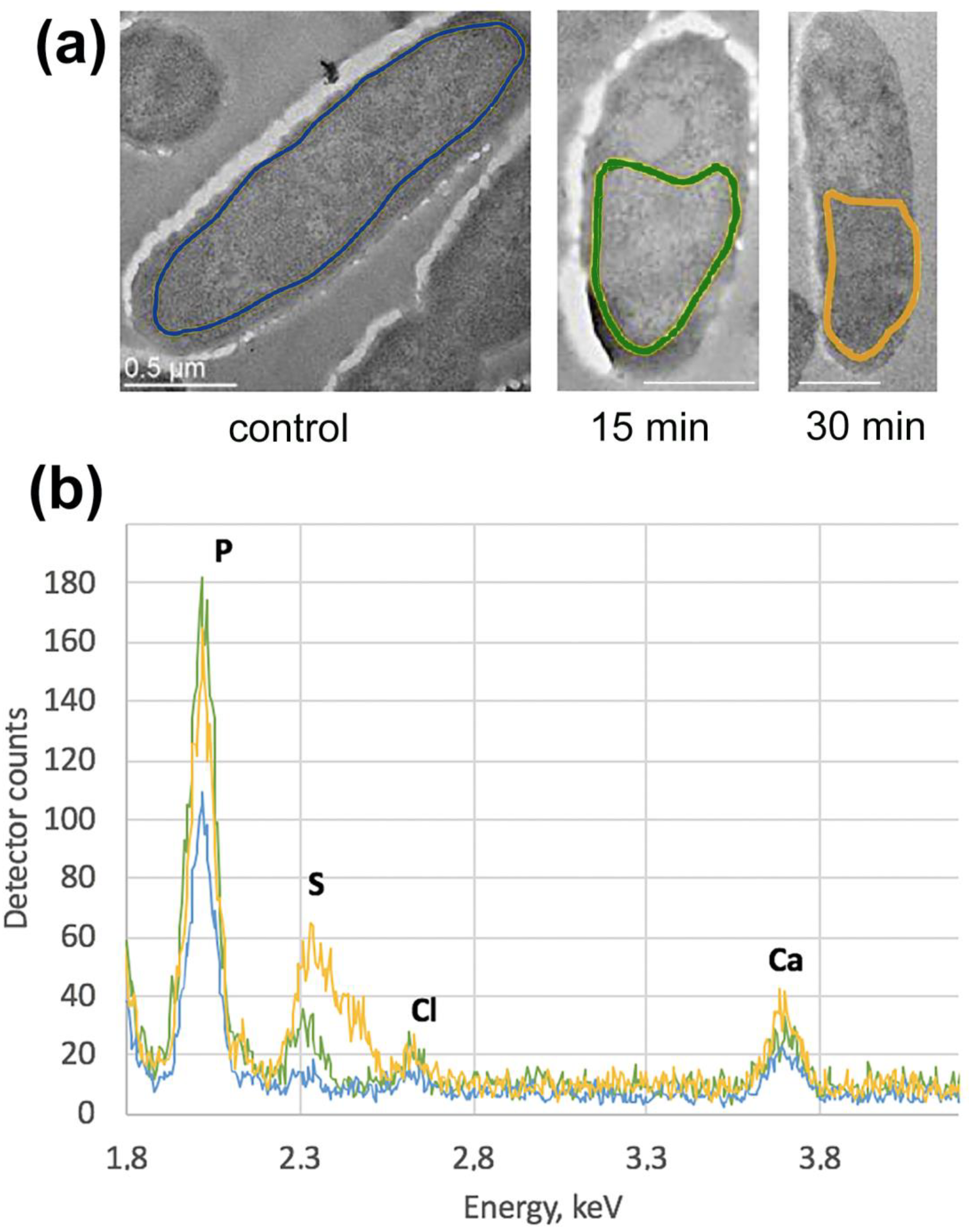 Viruses 12 01197 g003 Viruses 12 01197 g003