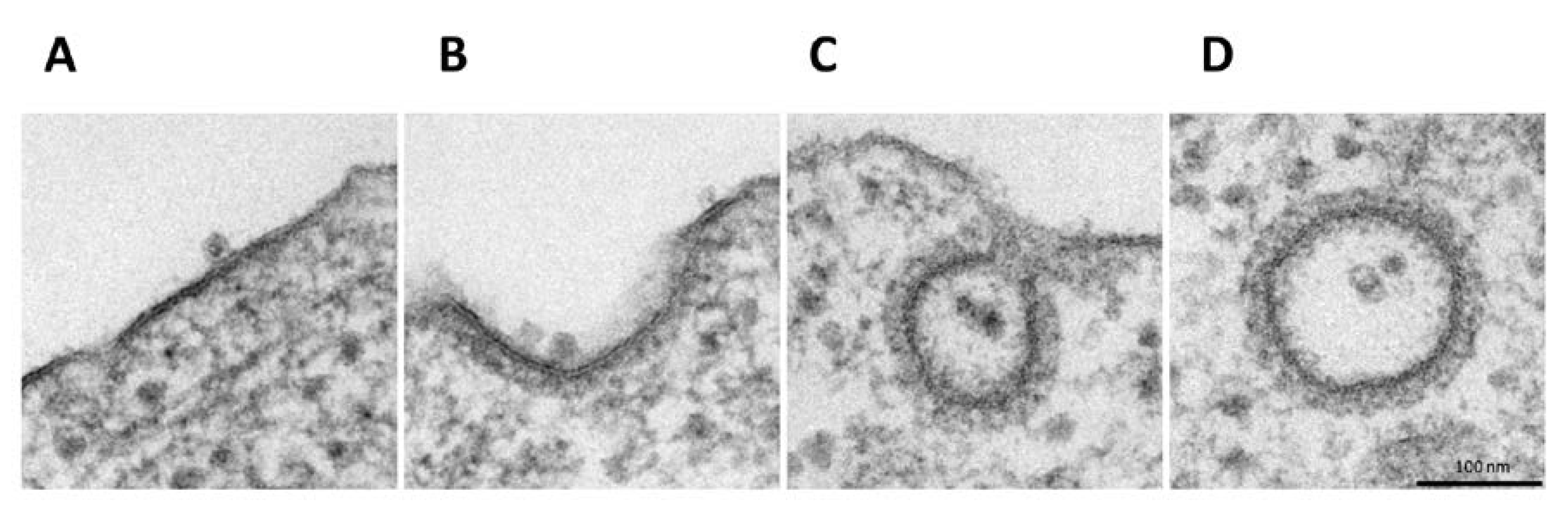 Viruses 12 01199 g001 Viruses 12 01199 g001