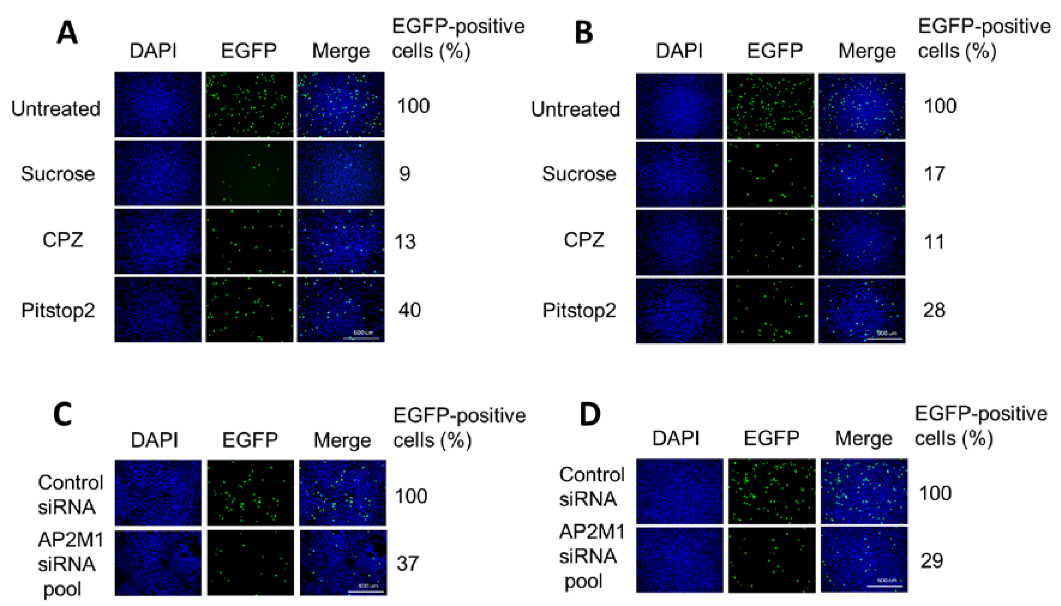 Viruses 12 01199 g003 Viruses 12 01199 g003