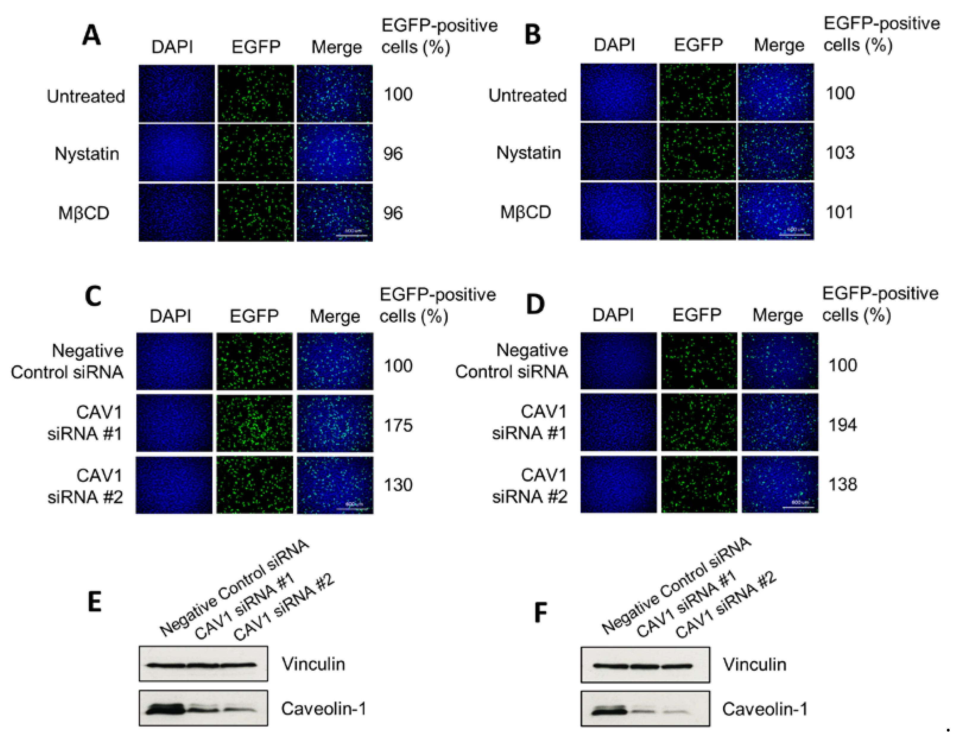 Viruses 12 01199 g004 Viruses 12 01199 g004