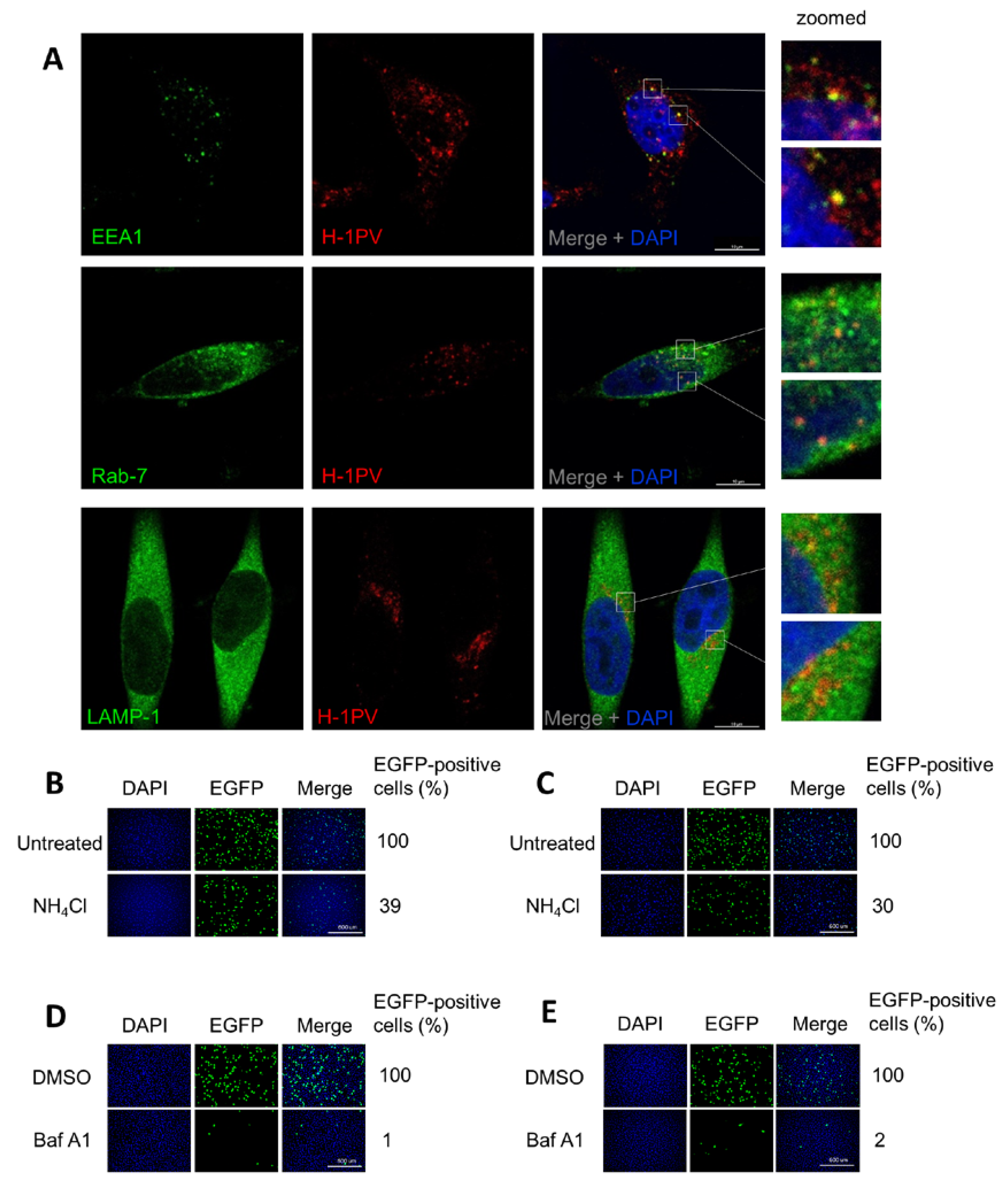 Viruses 12 01199 g006 Viruses 12 01199 g006