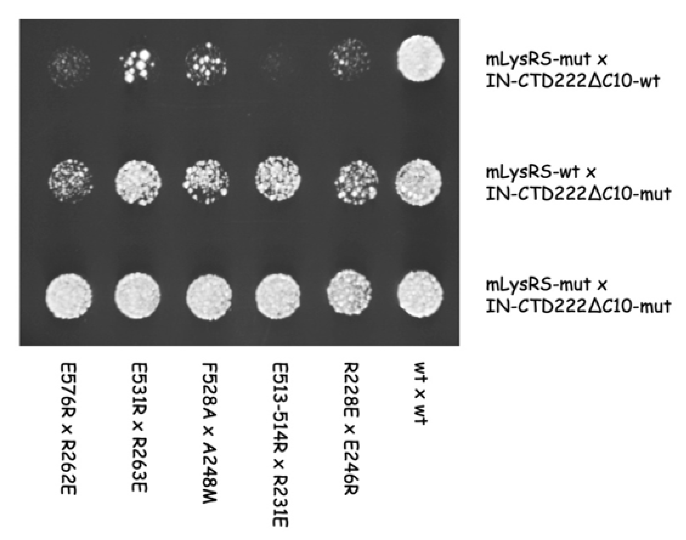 Viruses 12 01202 g009