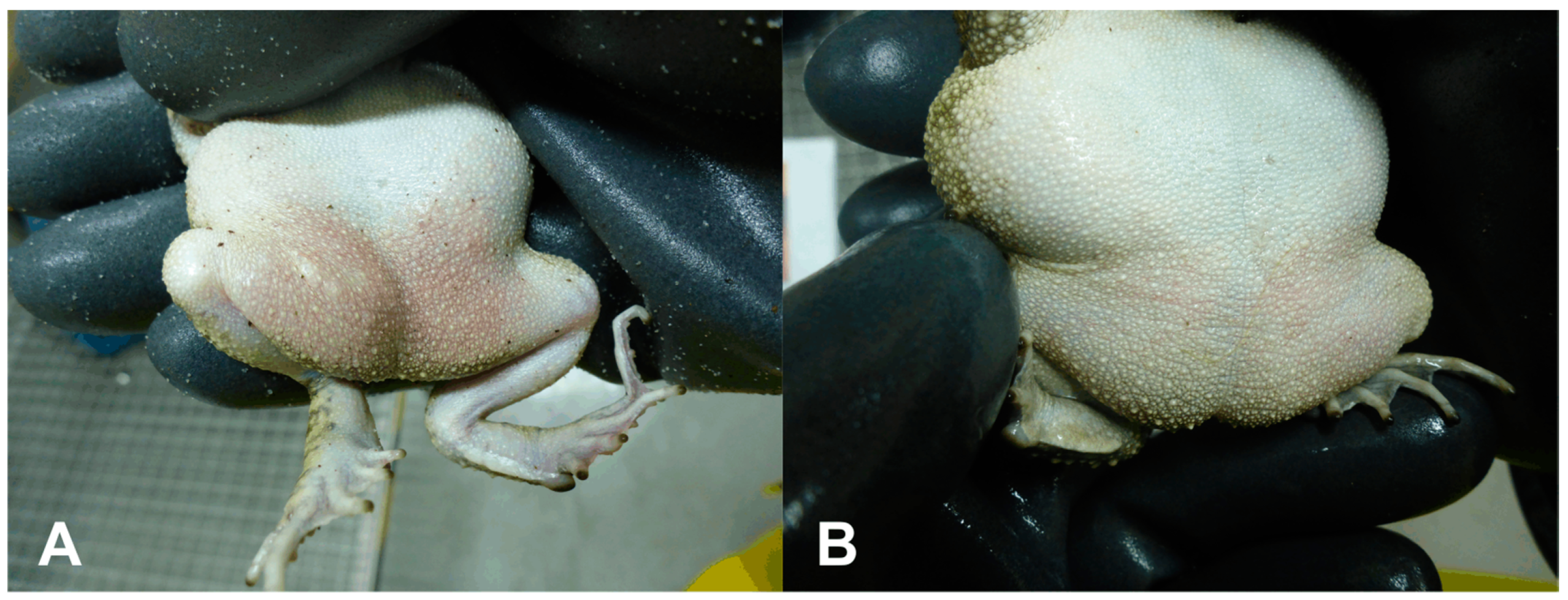 Viruses 12 01206 g002