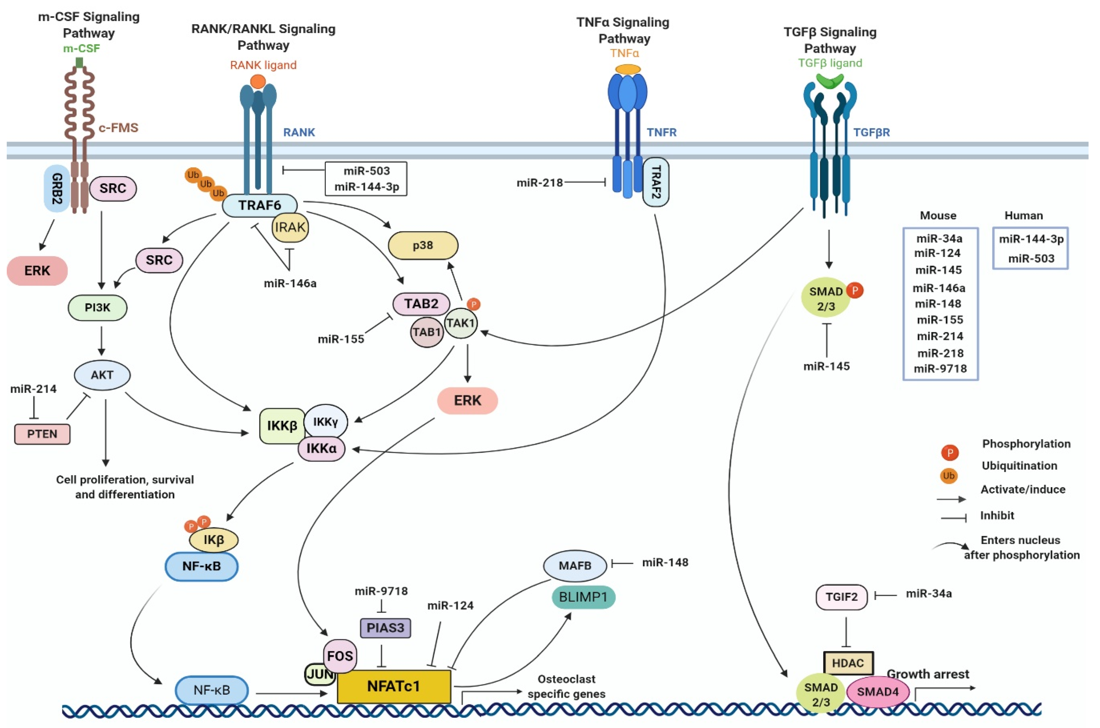 Viruses 12 01207 g002 Viruses 12 01207 g002