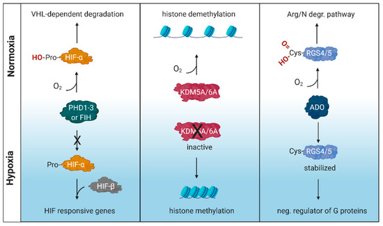 Viruses Free Full Text Oxygen Sensing And Viral Replication Implications For Tropism And Pathogenesis Html