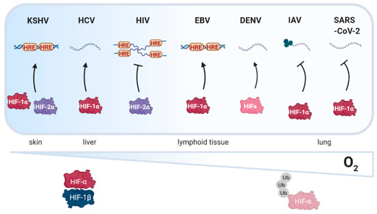 Viruses Free Full Text Oxygen Sensing And Viral Replication Implications For Tropism And Pathogenesis Html